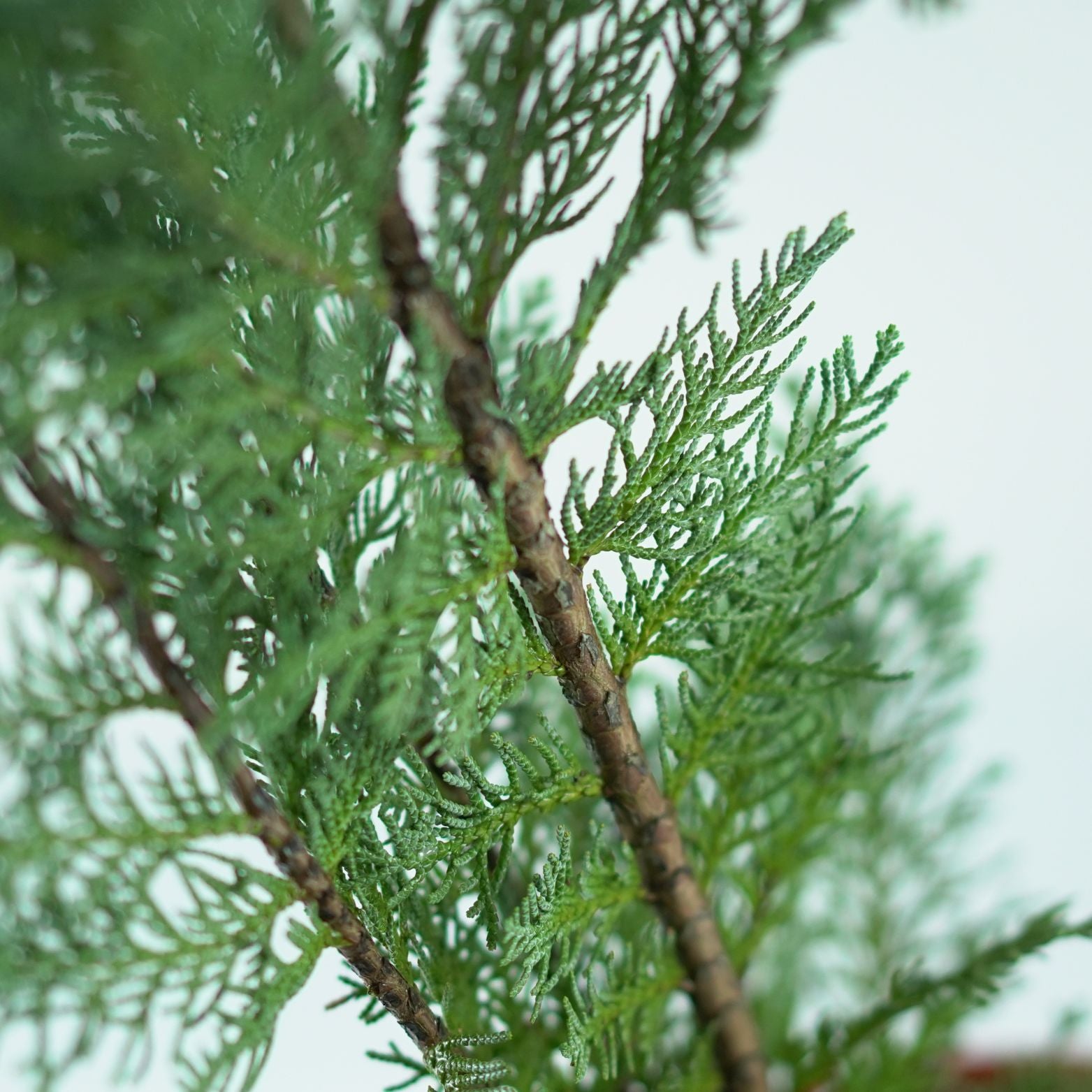 Chamaecyparis Lawsoniana ‘Columnaris’ Cyprysik Lawsona