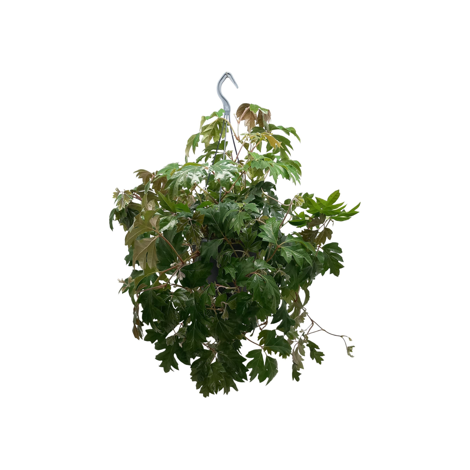 CISSUS RHOMBIFOLIA 'ELLEN DANICA' Cisus rombolistny