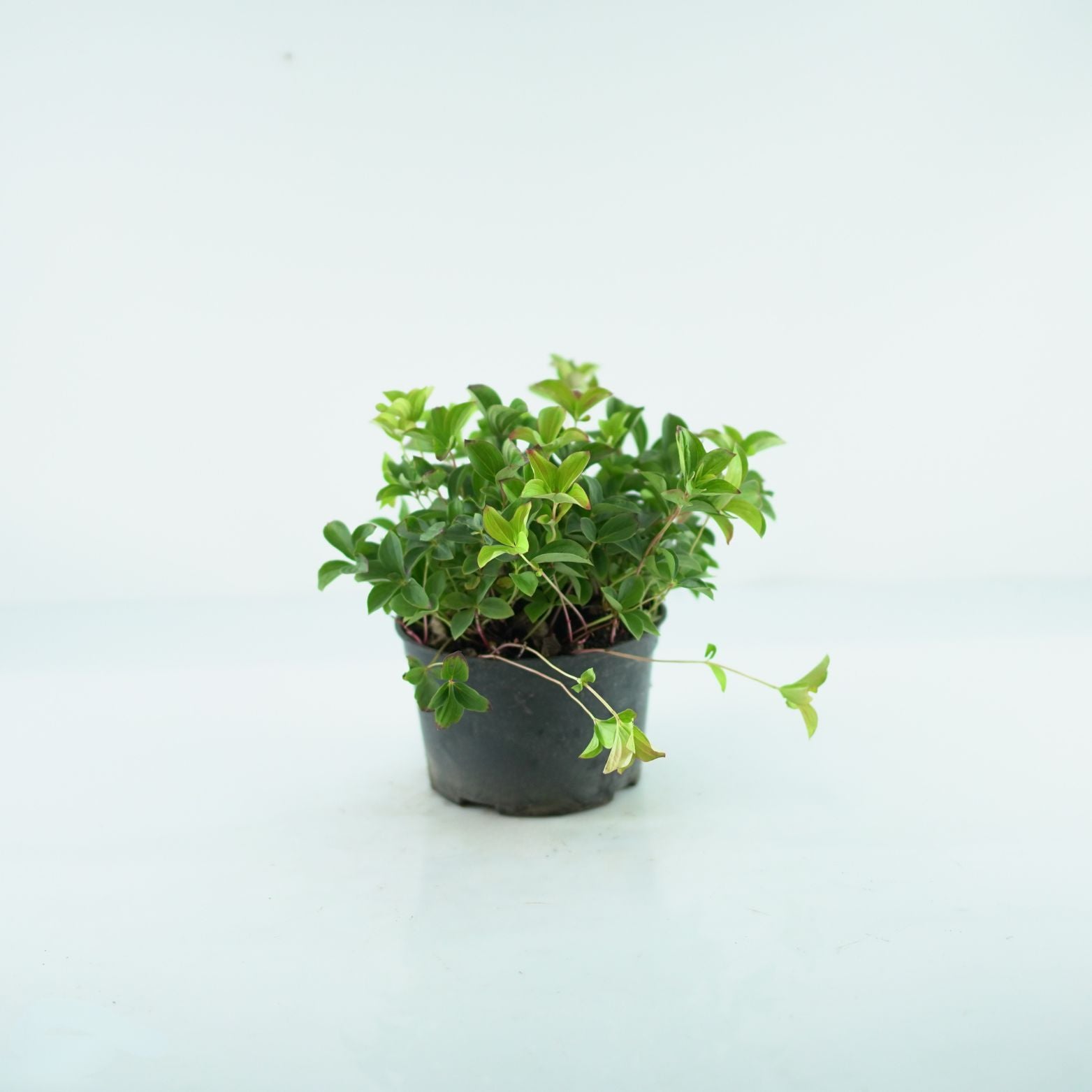 Cornus canadensis