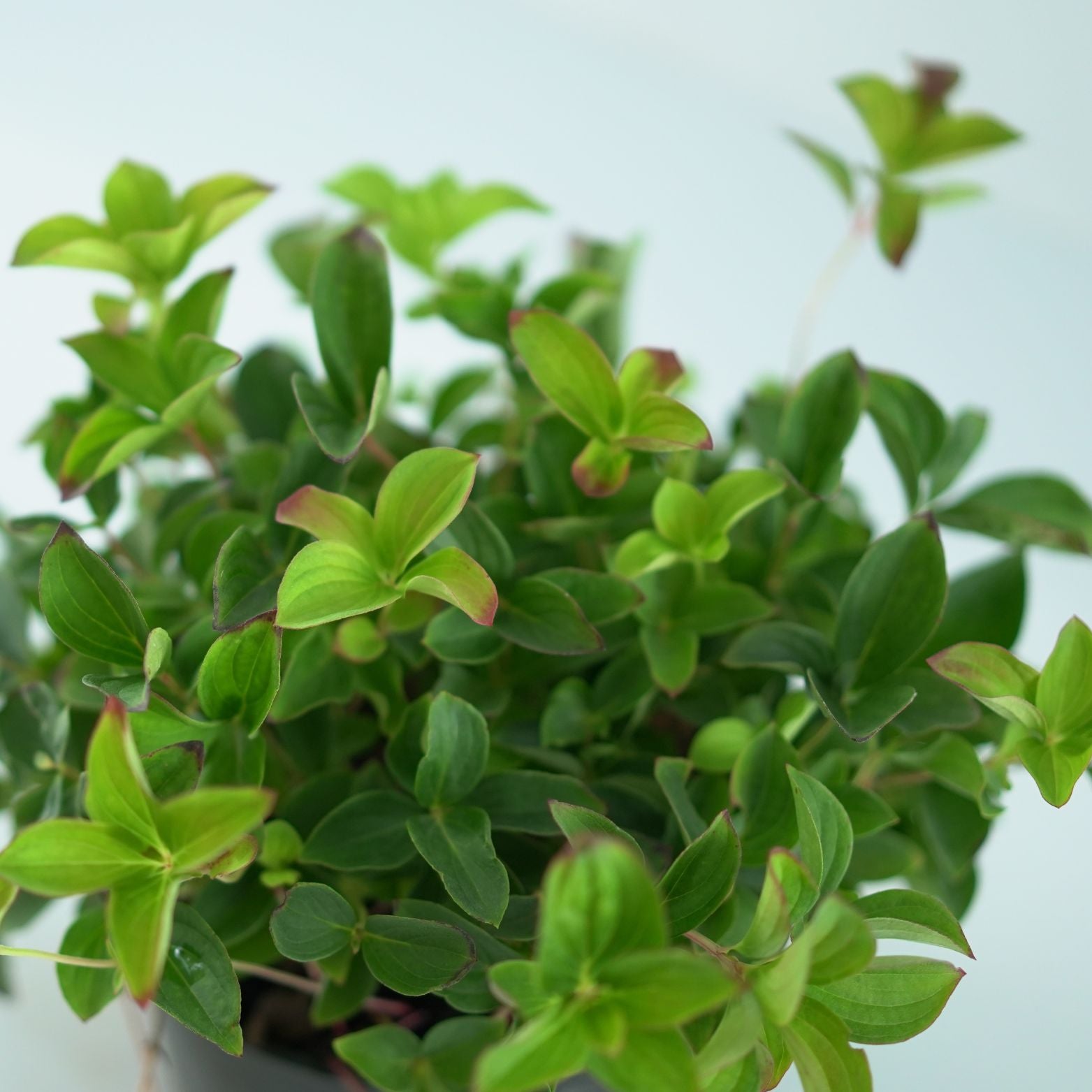 Cornus canadensis