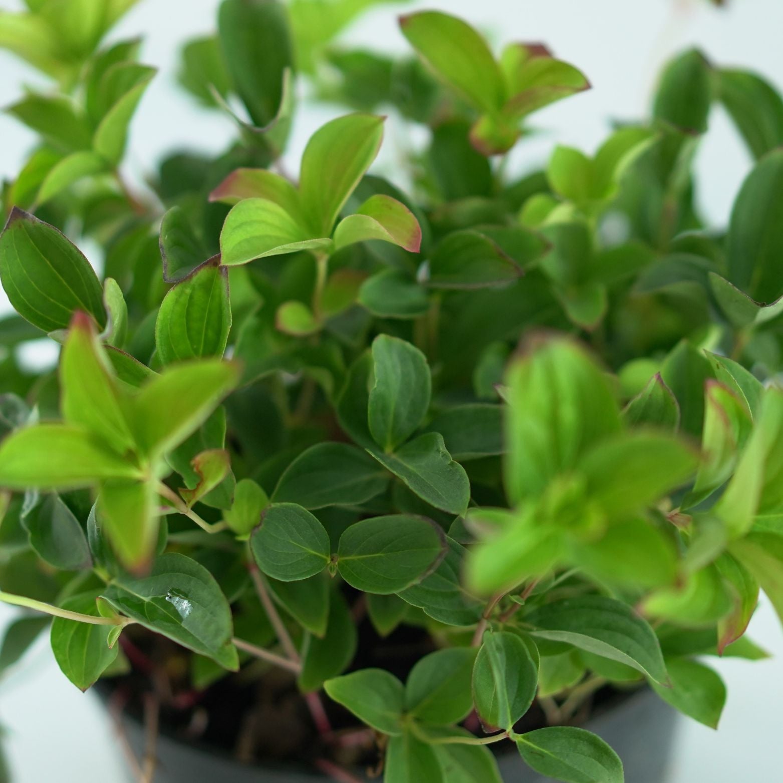 Cornus canadensis