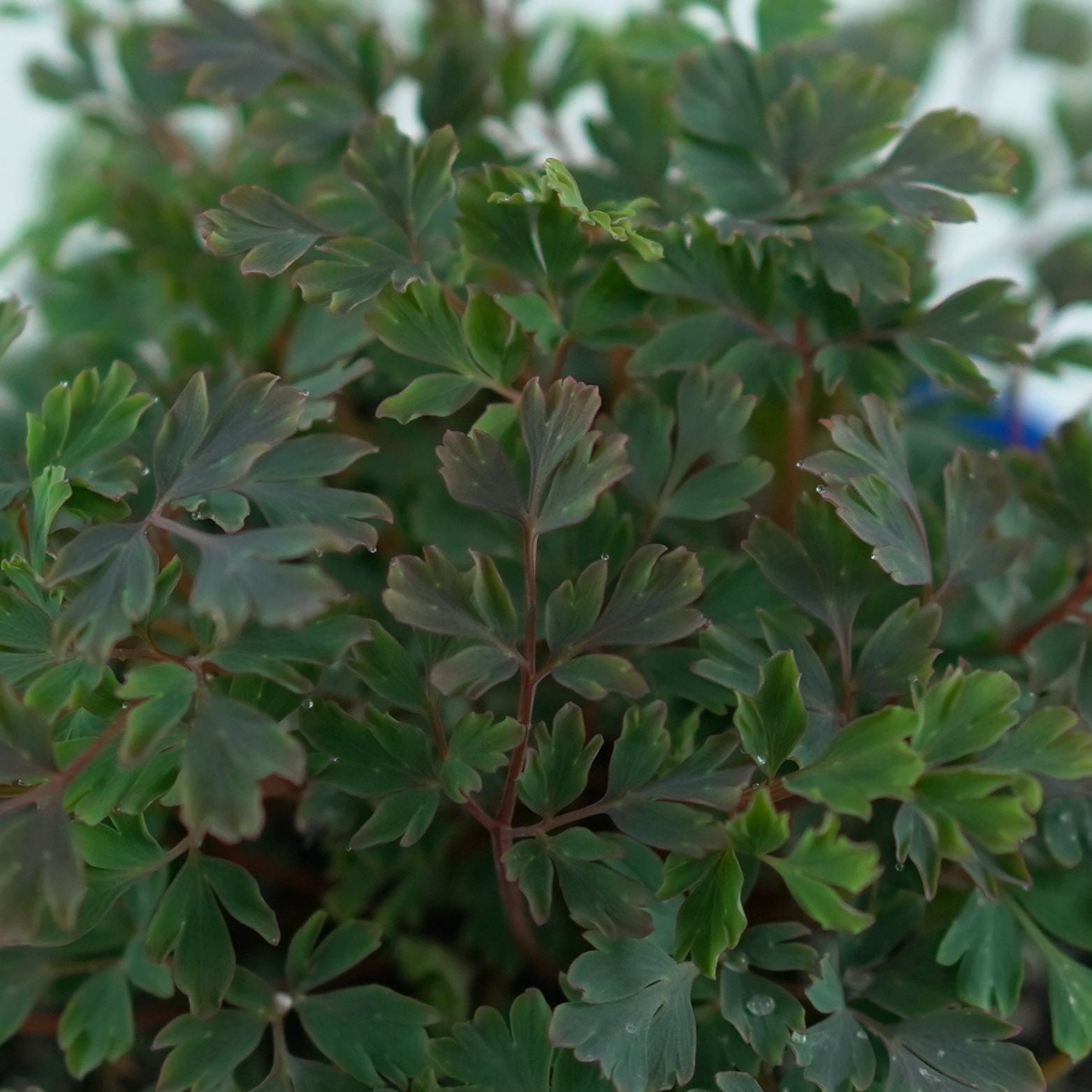 CORYDALIS 'Blue Heron' Kokorycz