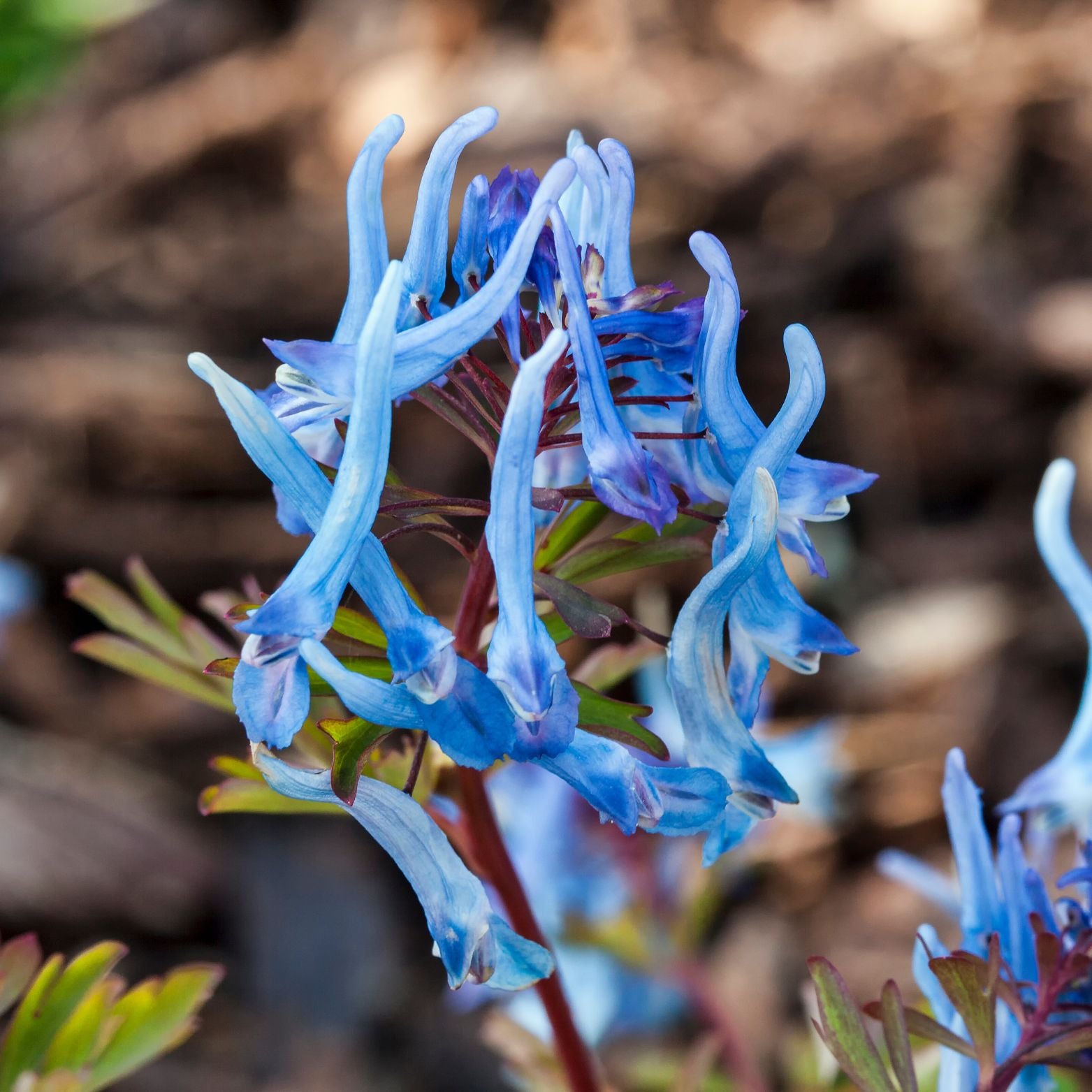 CORYDALIS 'Blue Heron' Kokorycz