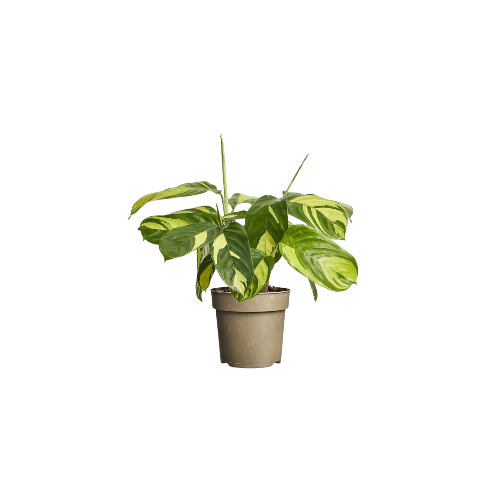 CTENANTHE 'GOLDEN MOSAIC' Ctenanthe