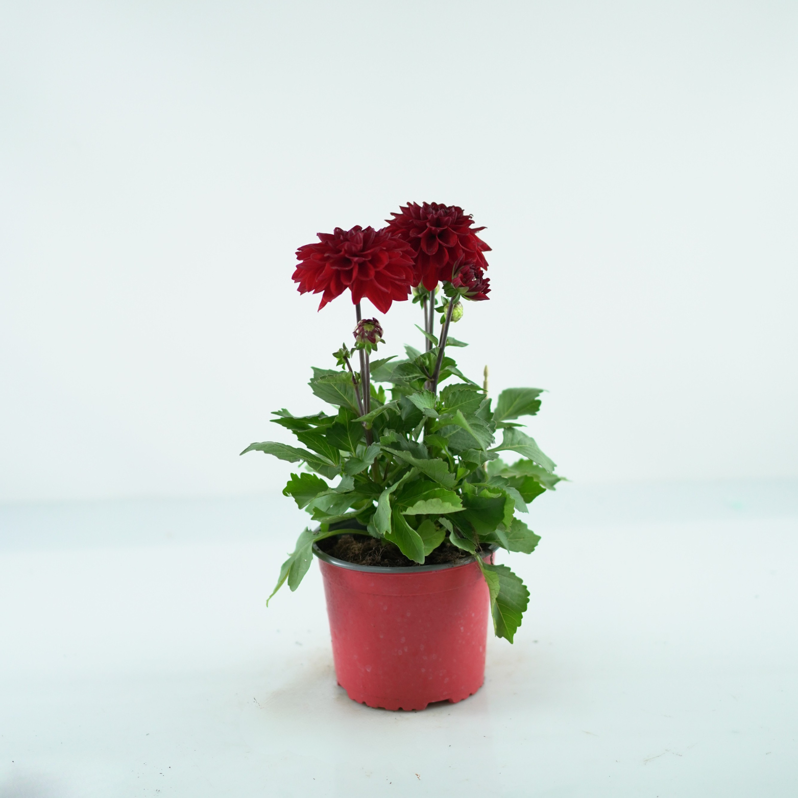 DAHLIA Dalia