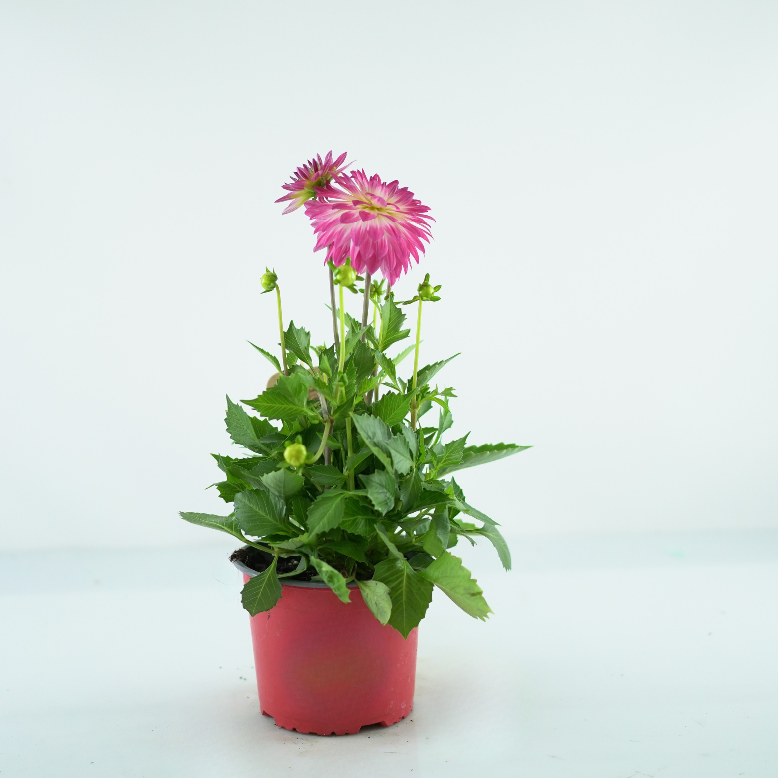 DAHLIA Dalia