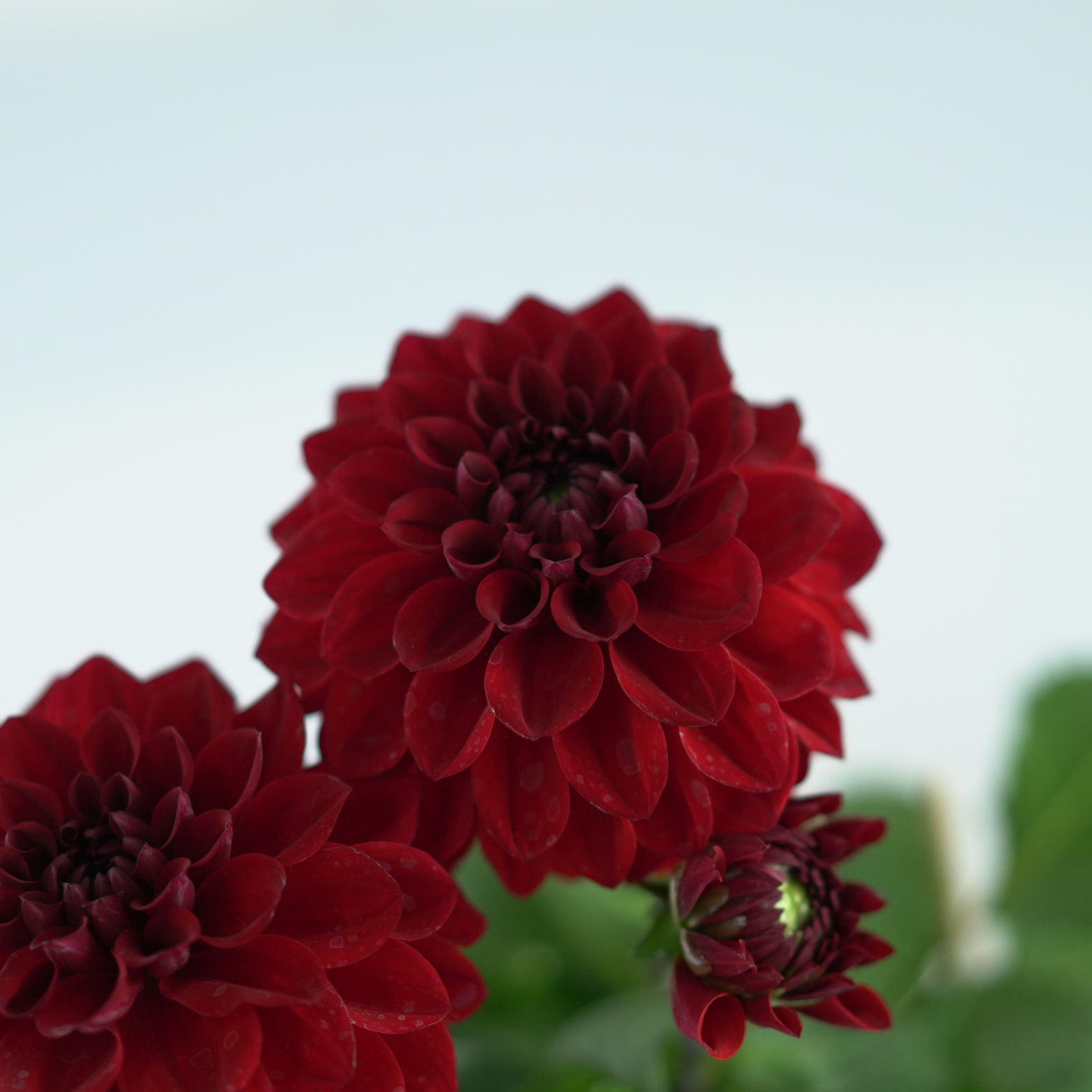 DAHLIA Dalia