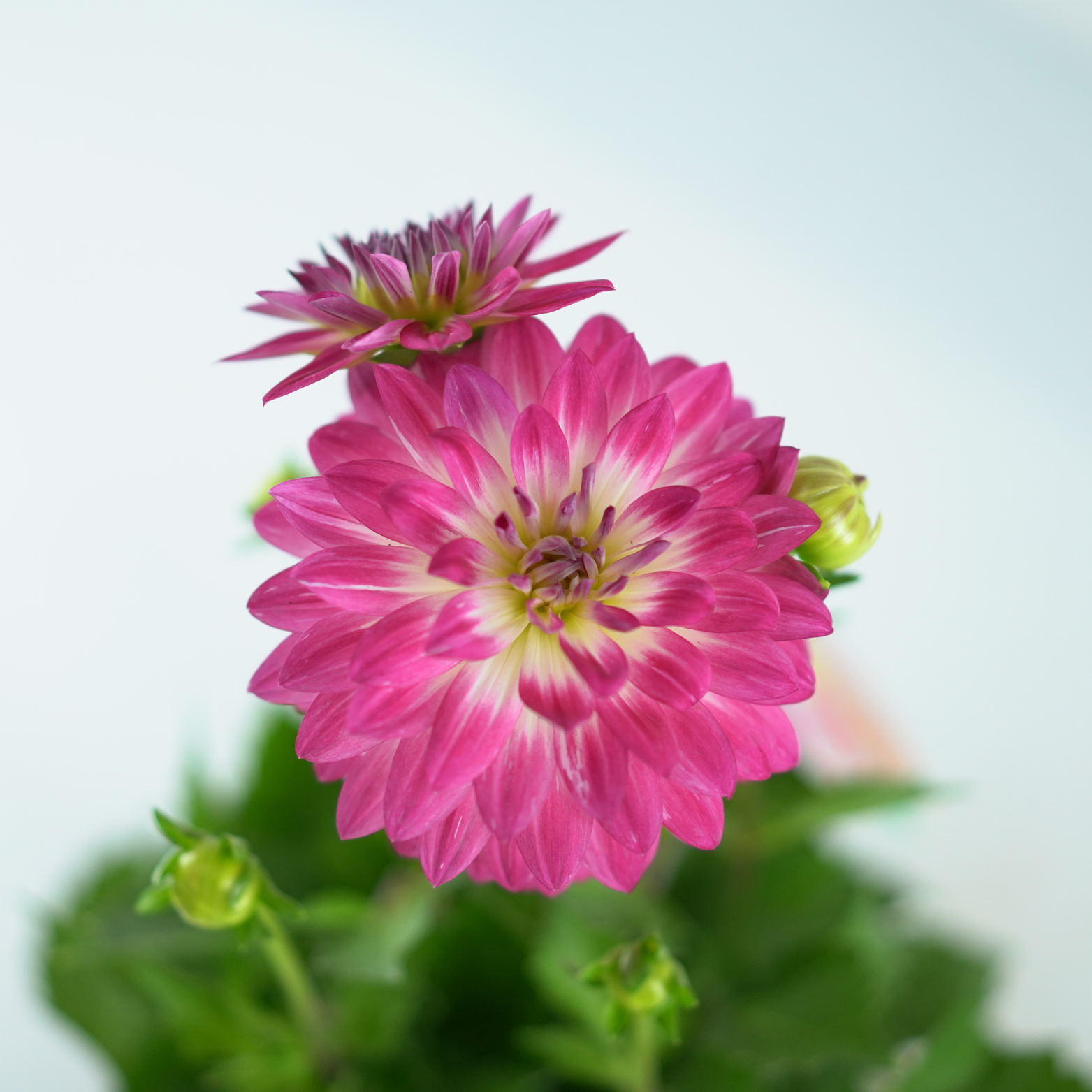 DAHLIA Dalia