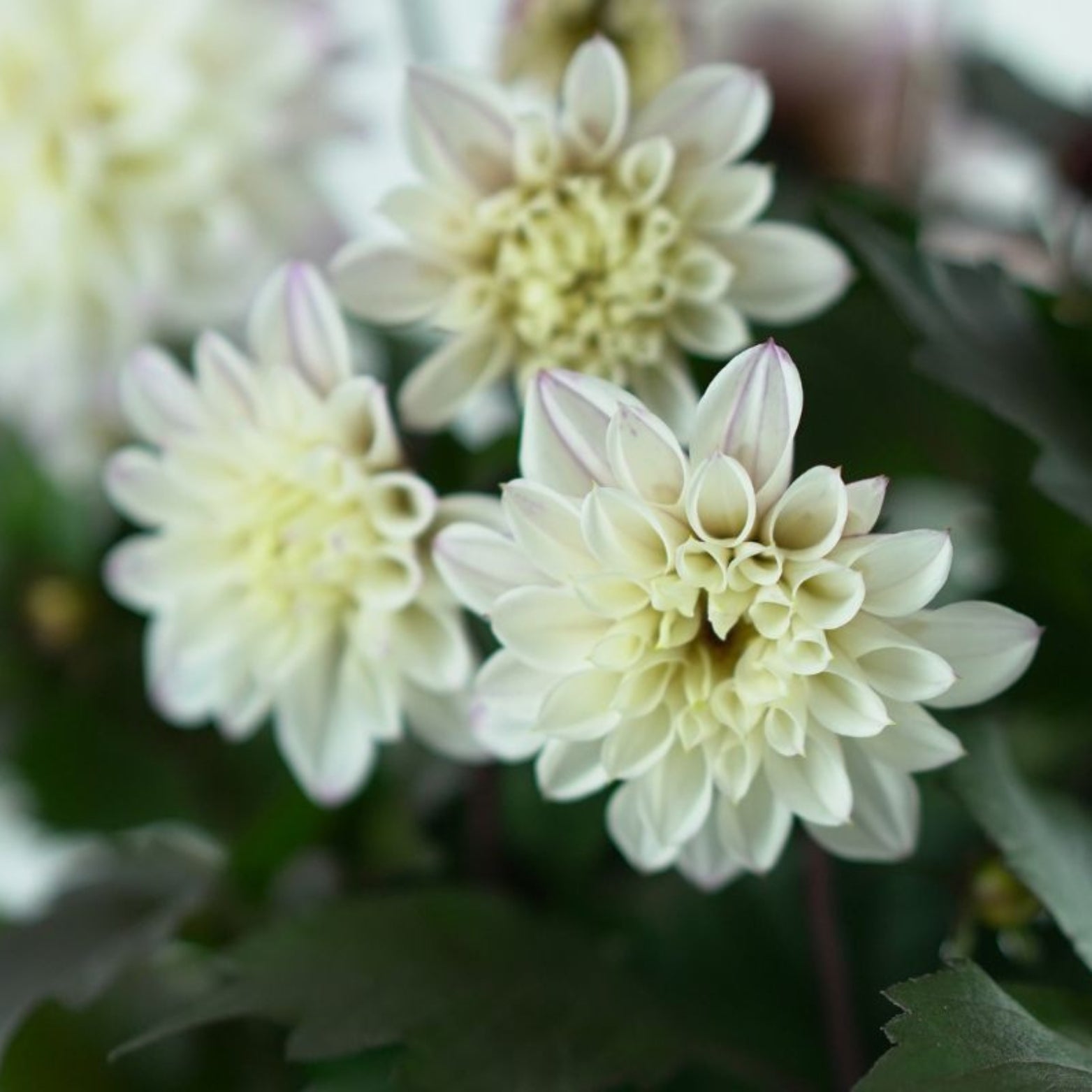 DAHLIA GEORGINIA 'Gallery' Dalia