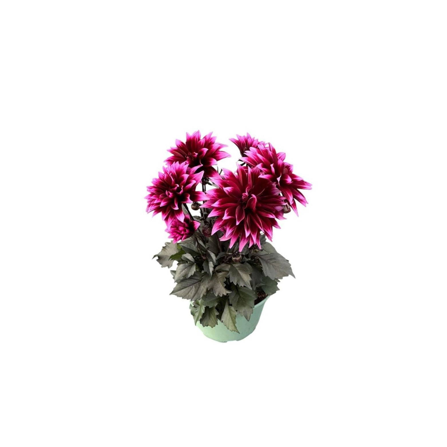 DAHLIA 'VELVET CRUSH' Dalia