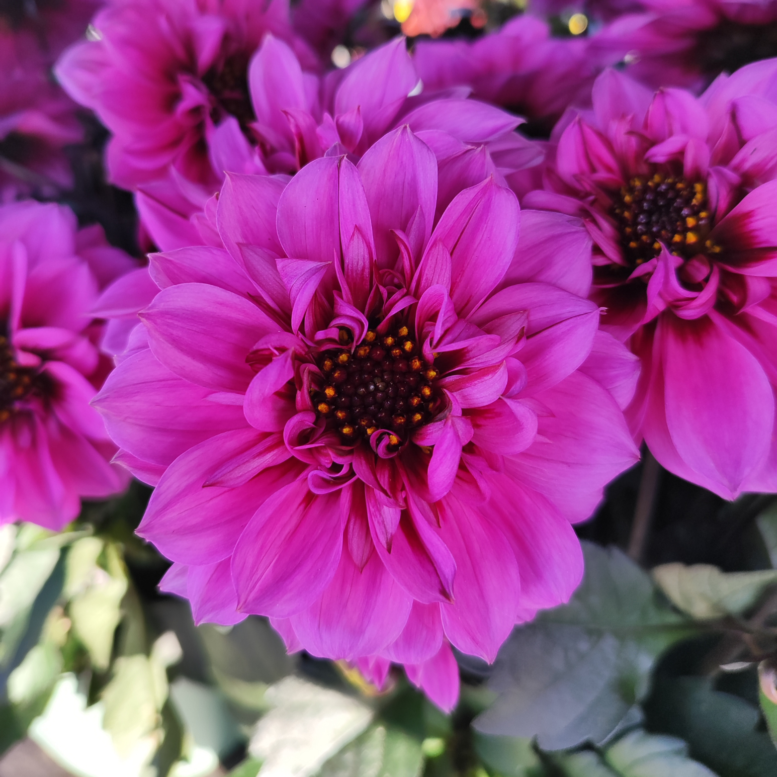 DAHLIA 'VELVET CRUSH' Dalia