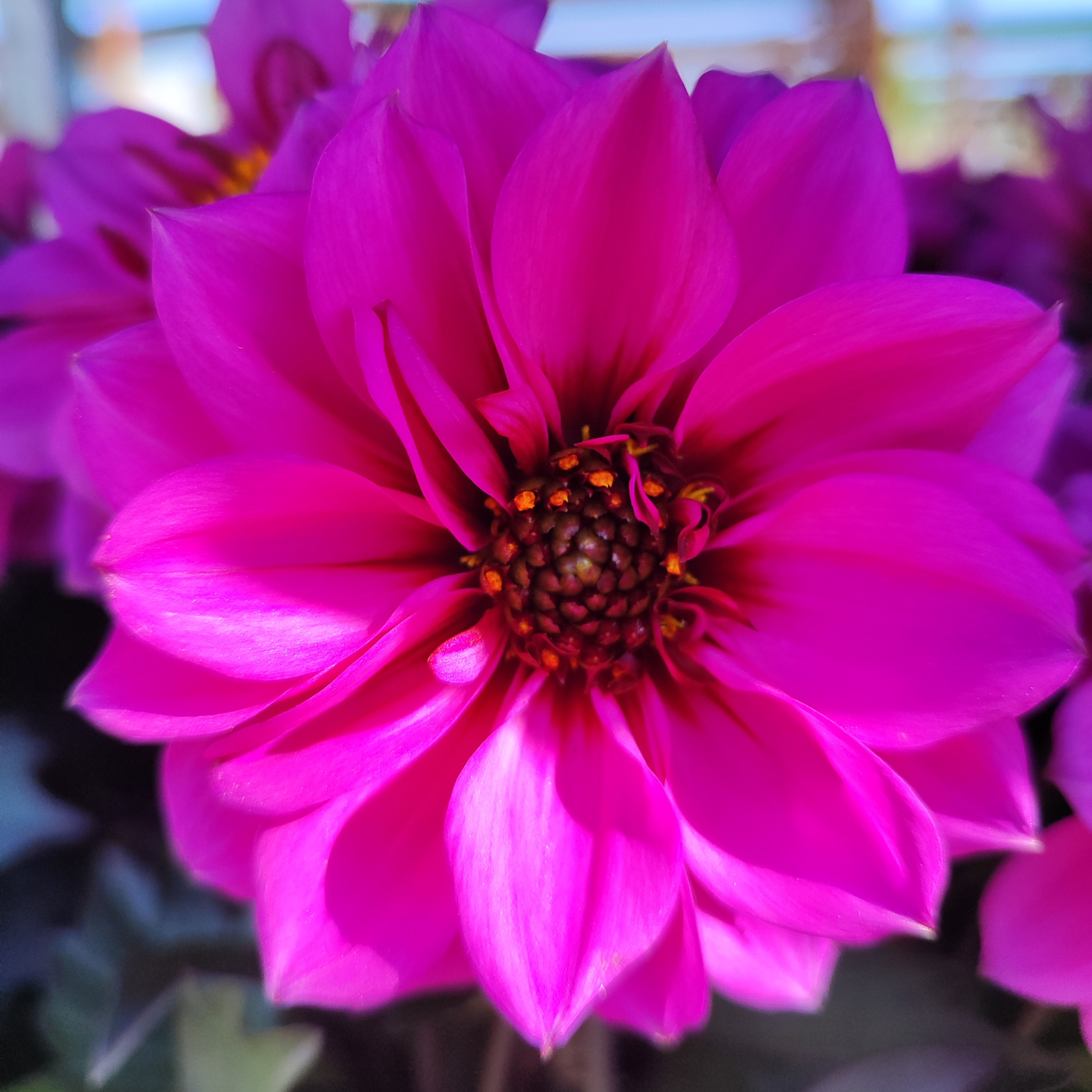 DAHLIA 'VELVET CRUSH' Dalia