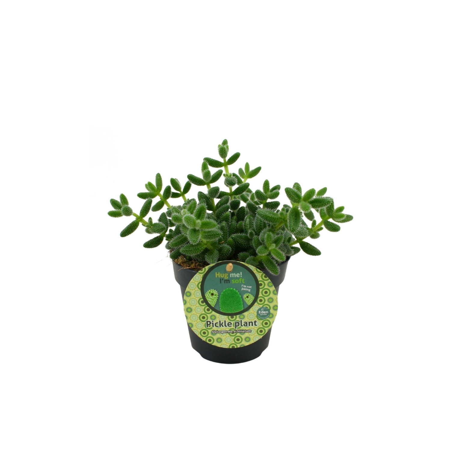 DELOSPERMA ECHINATUM Koci języczek, sukkulent