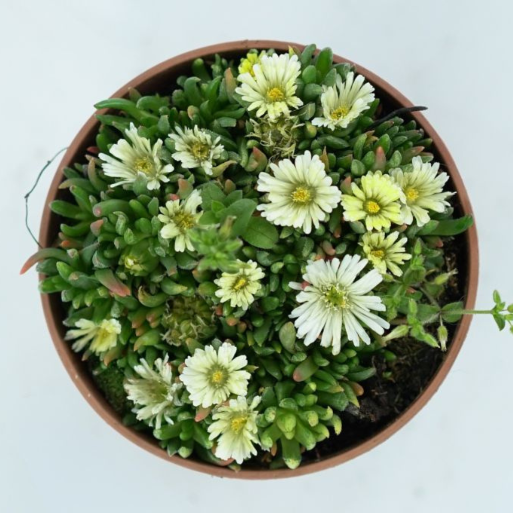 DELOSPERMA LINEARE Słonecznica wysokogórska