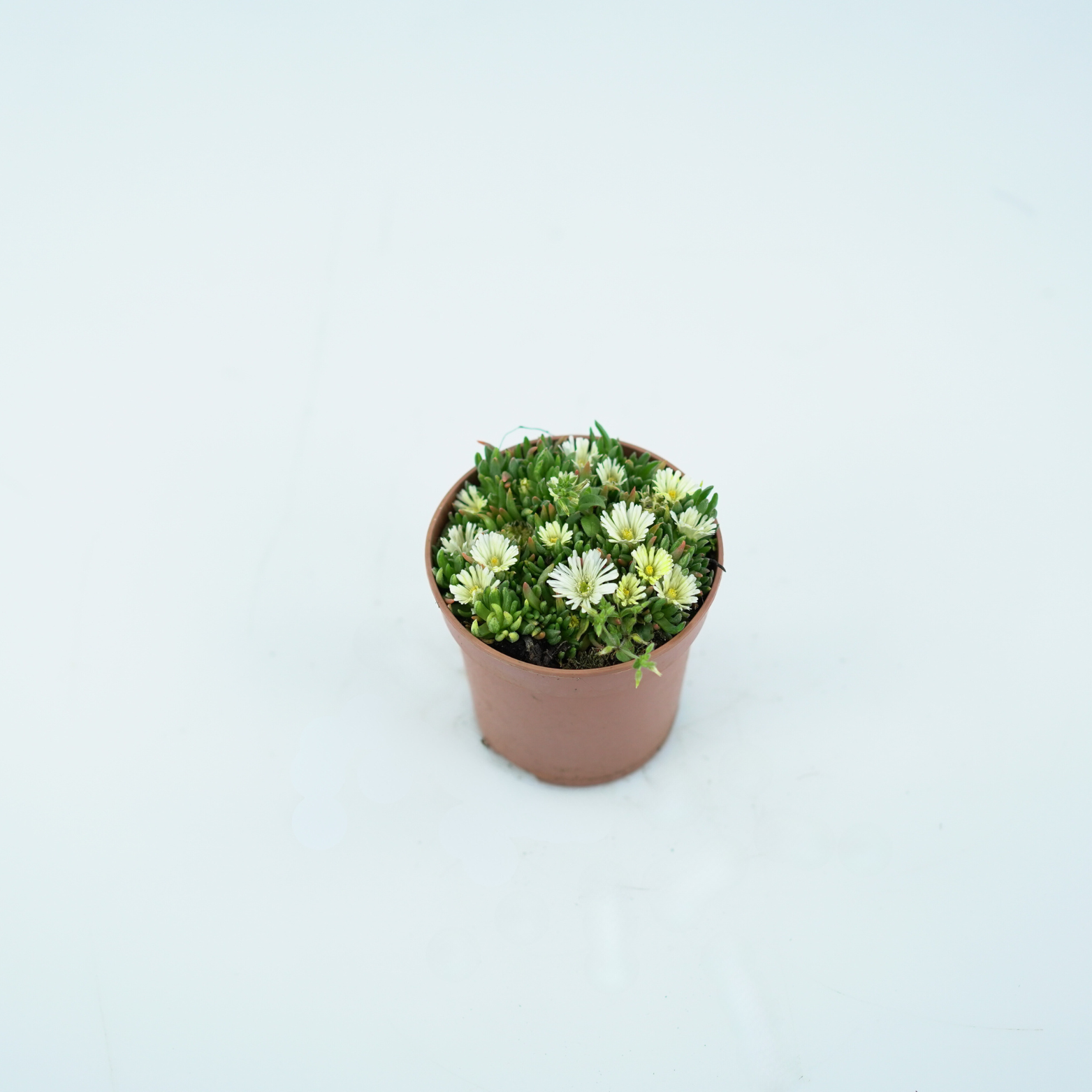 DELOSPERMA LINEARE Słonecznica wysokogórska