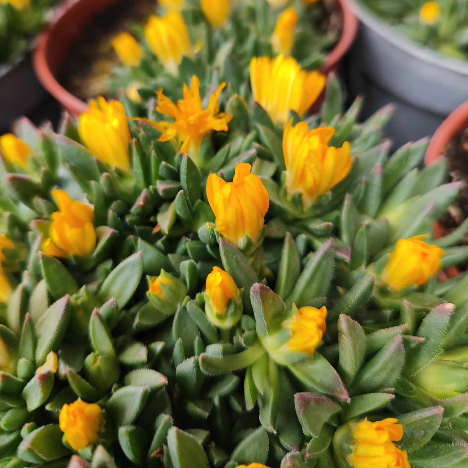 DELOSPERMA LINEARE Słonecznica wysokogórska