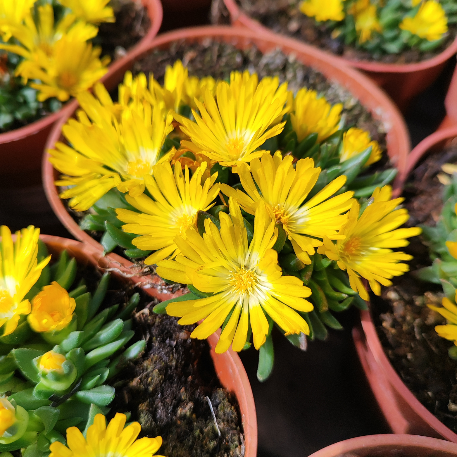 DELOSPERMA LINEARE Słonecznica wysokogórska