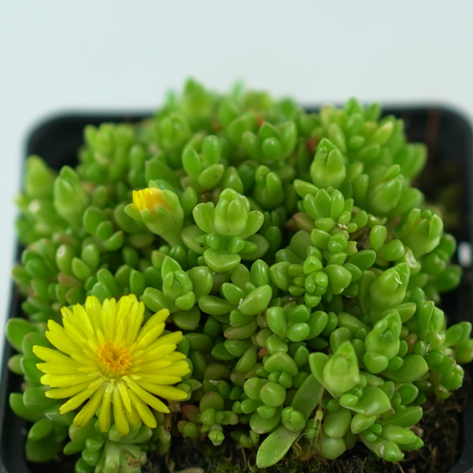 DELOSPERMA LINEARE Słonecznica wysokogórska