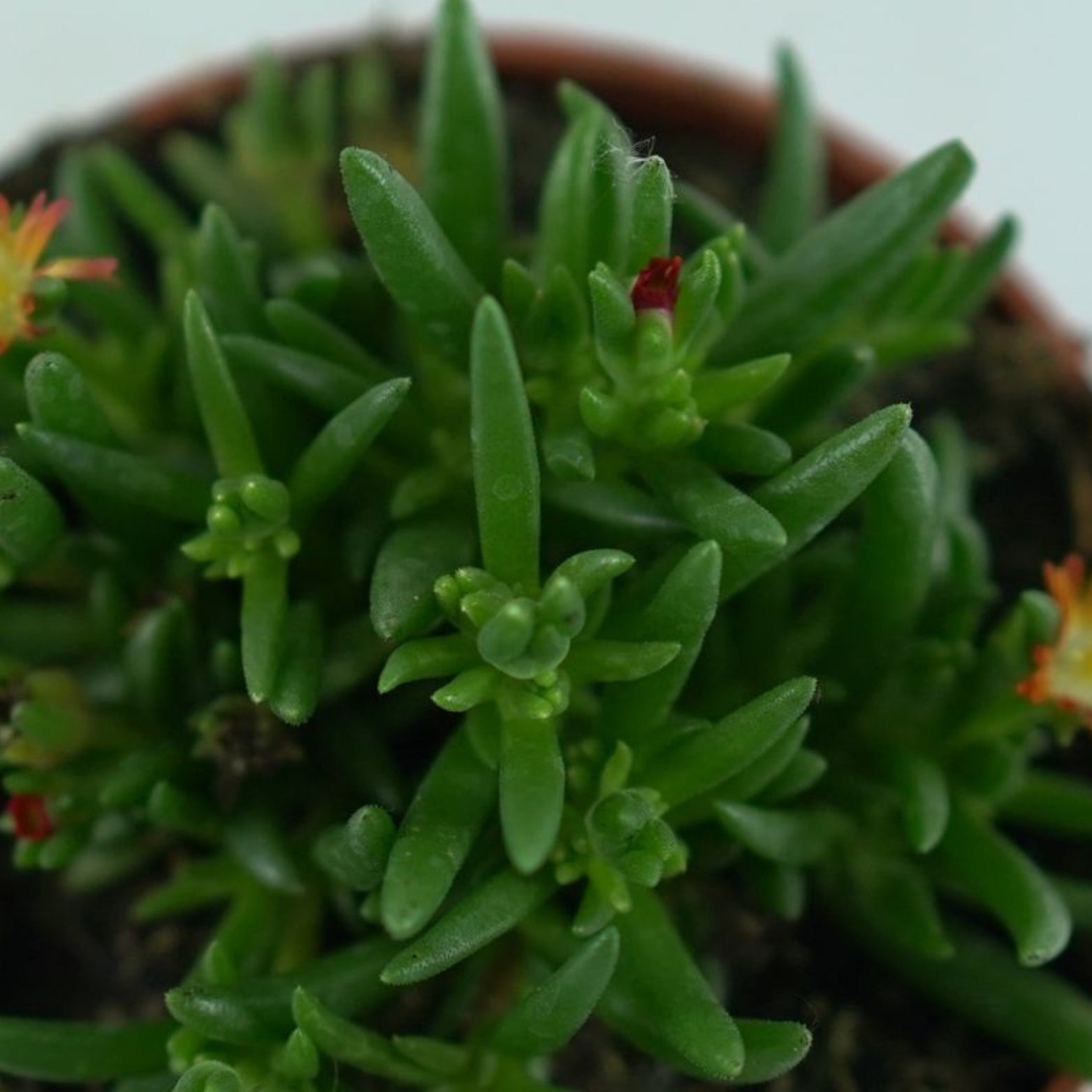 DELOSPERMA 'Royal Ranger Red' Słonecznica