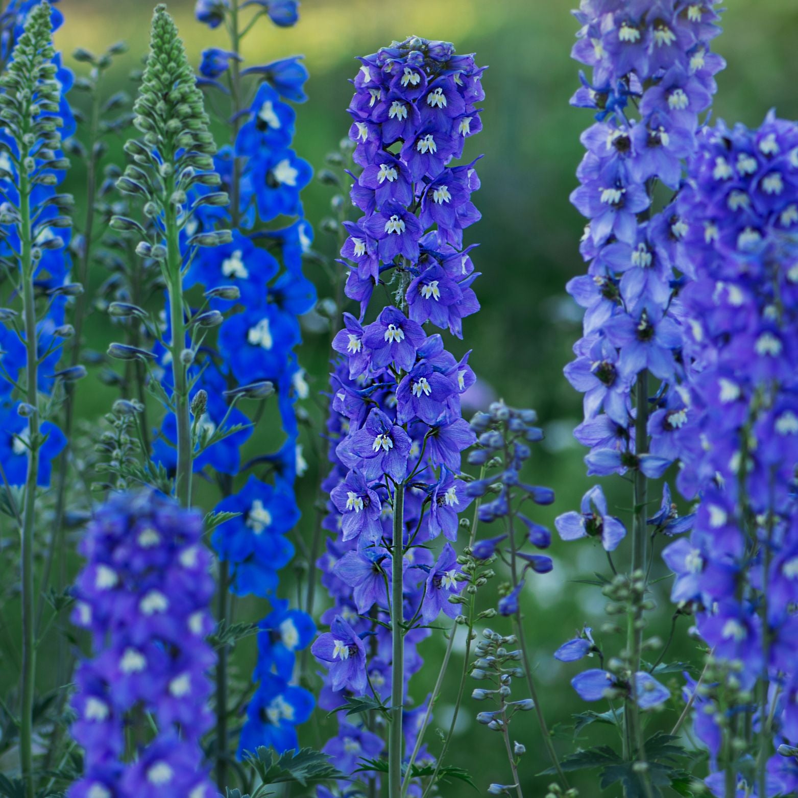 DELPHINIUM ELATUM 'Dark Blue Bee 'Ostróżka wyniosła