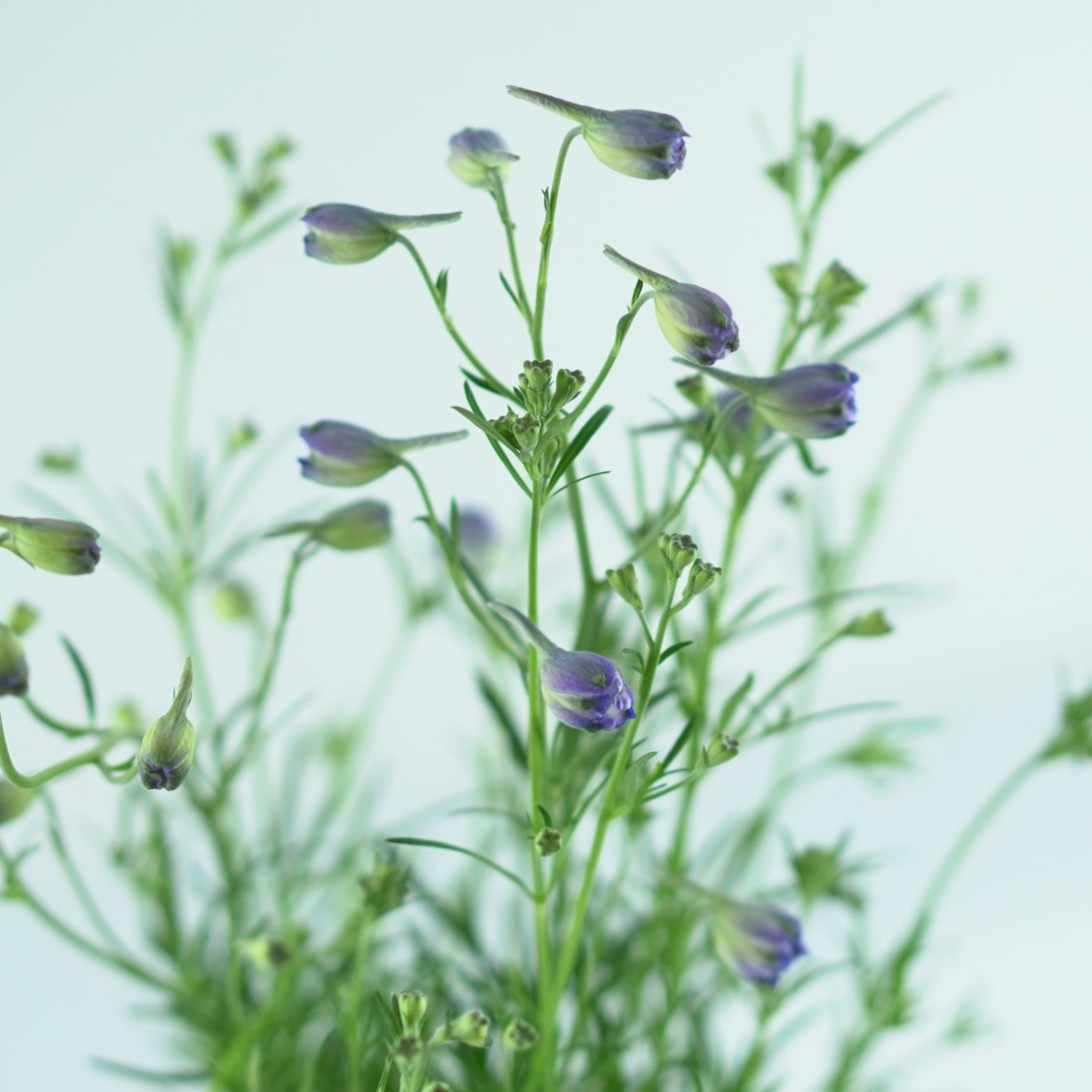 DELPHINIUM GRANDIFLORUM'Delfix Blue'