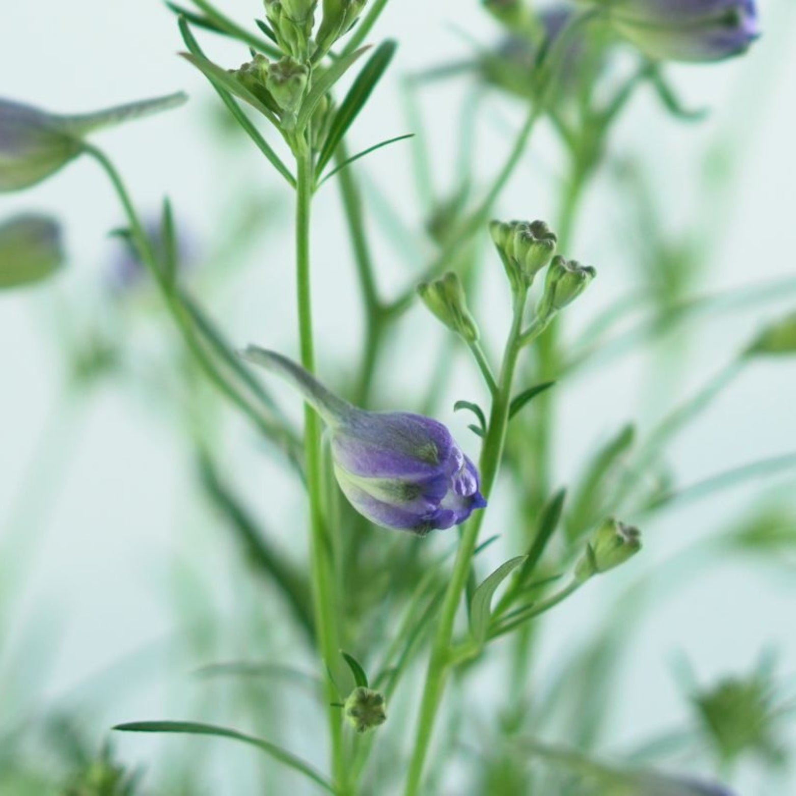 DELPHINIUM GRANDIFLORUM'Delfix Blue'