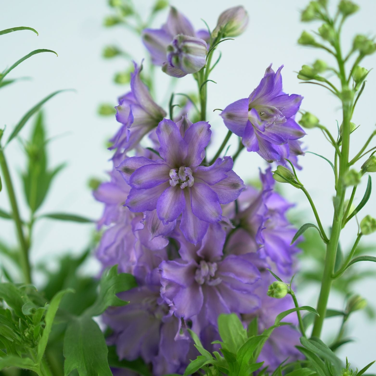 DELPHINIUM Ostróżka