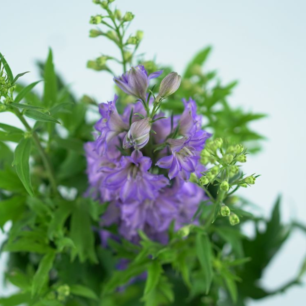 DELPHINIUM Ostróżka