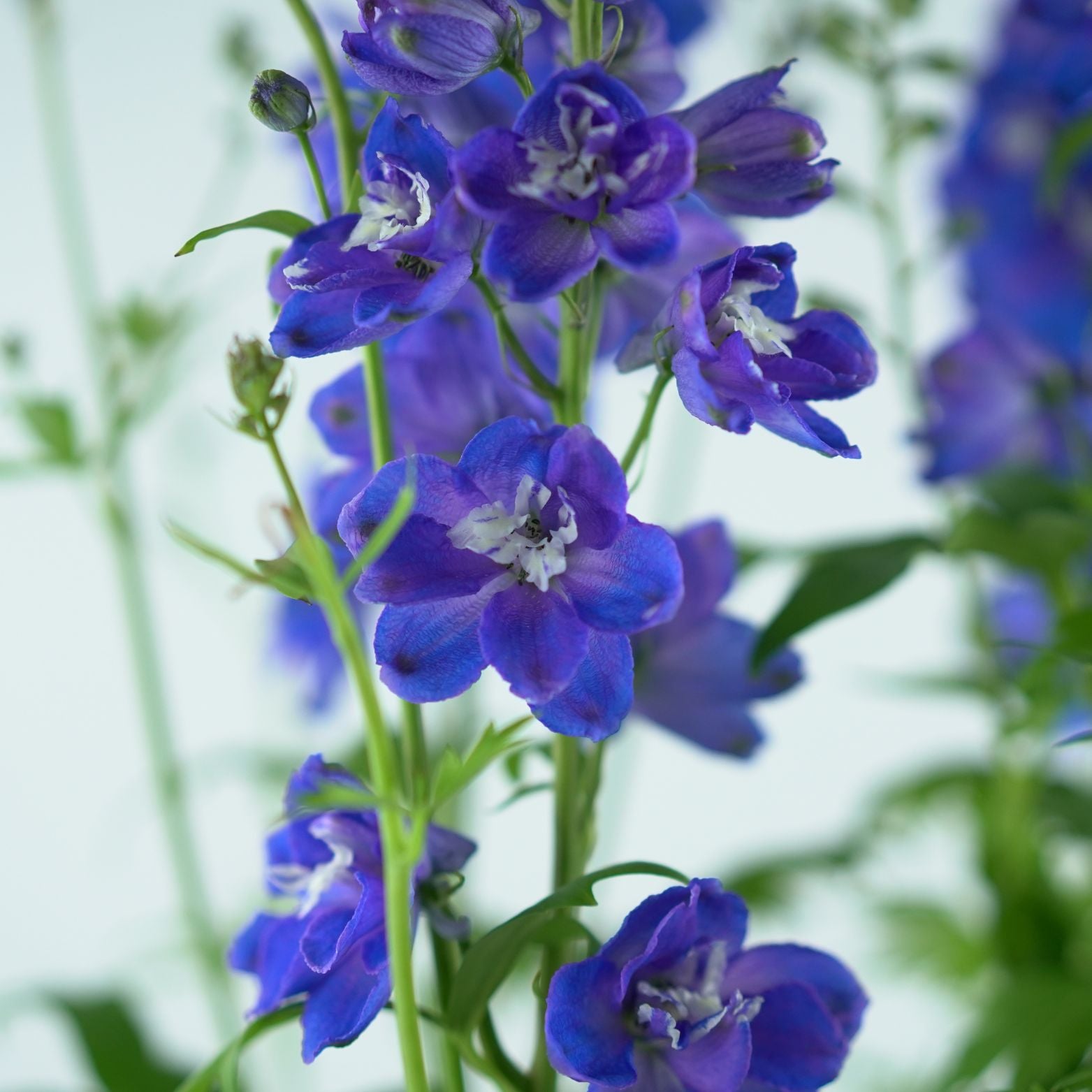DELPHINIUM Ostróżka