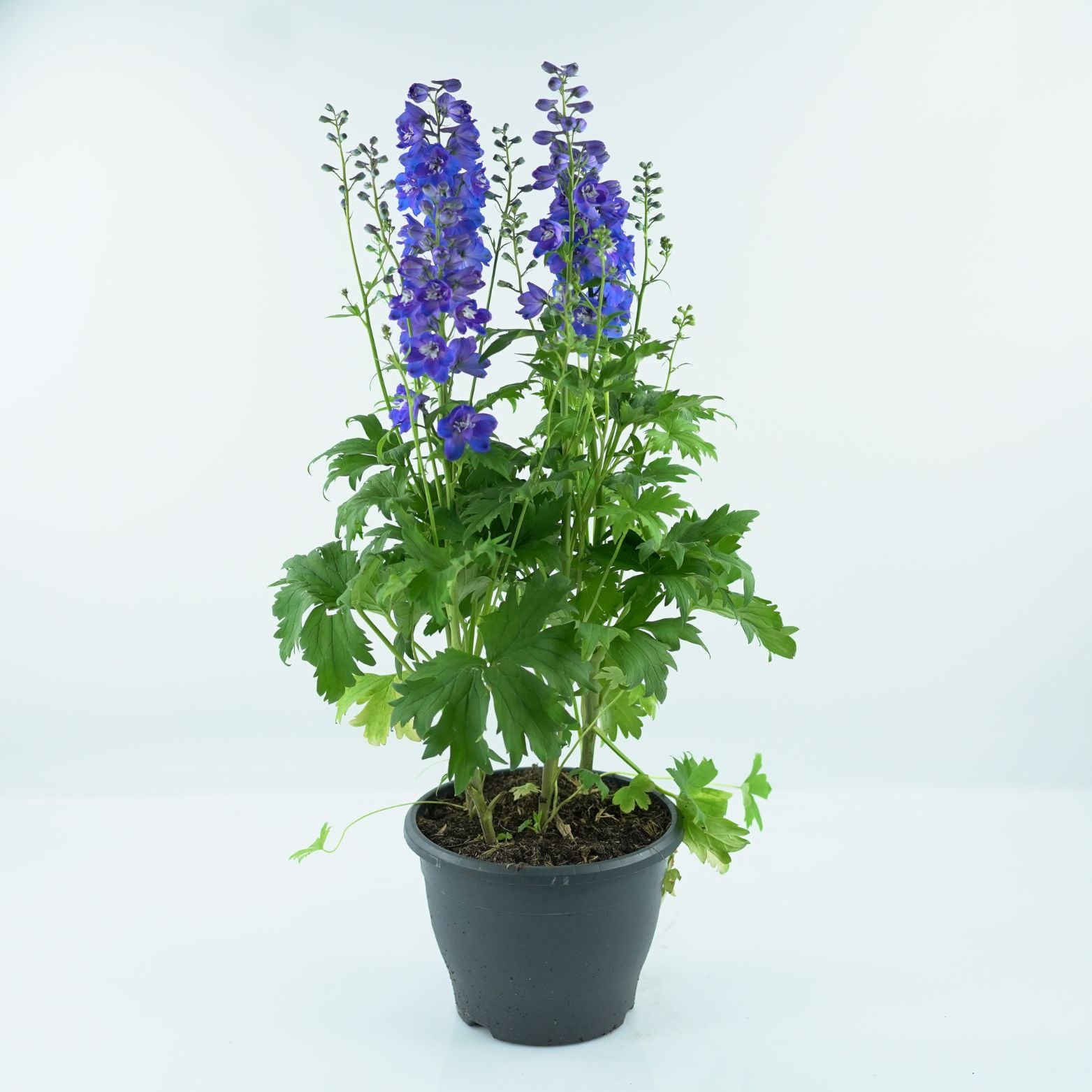 DELPHINIUM Ostróżka
