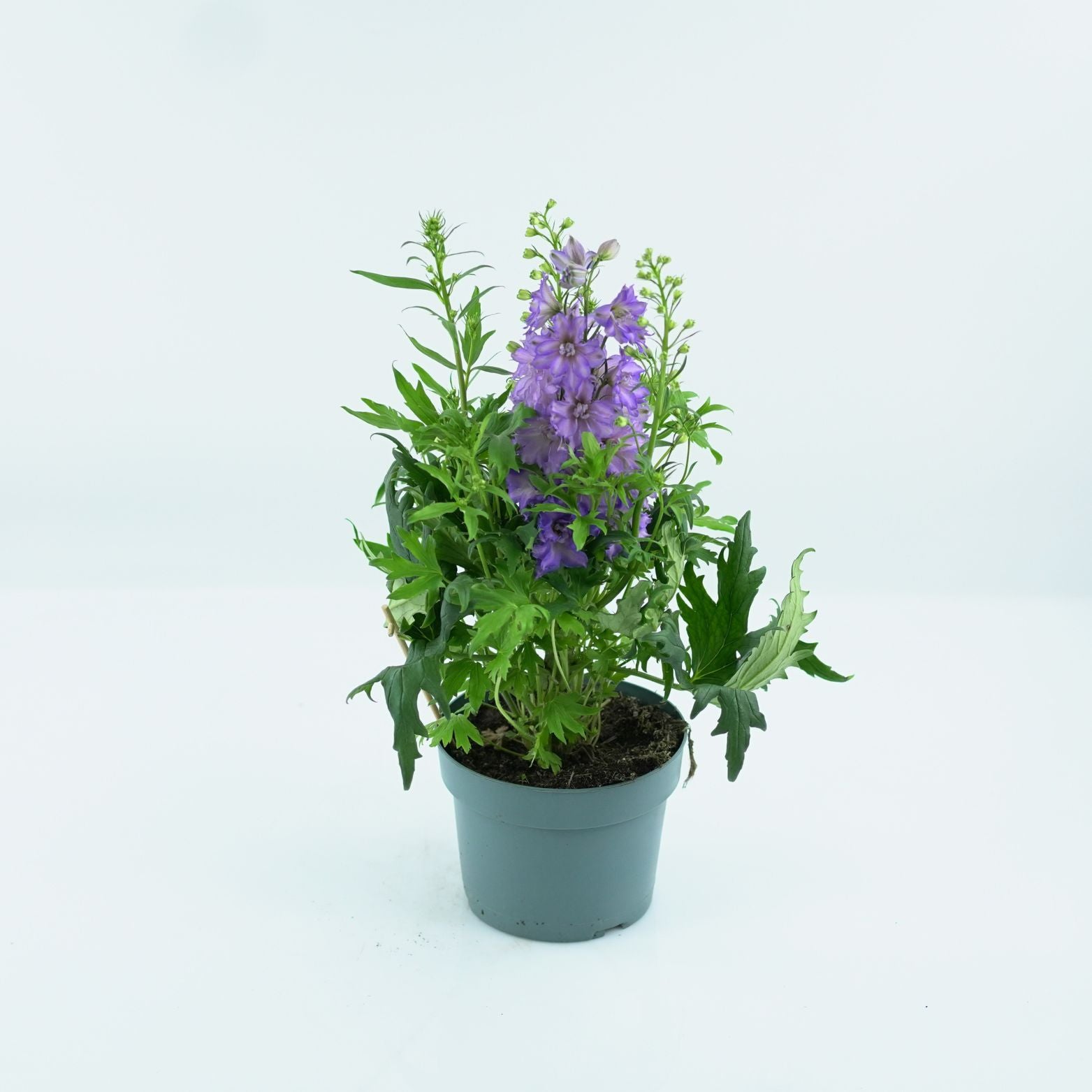 DELPHINIUM Ostróżka