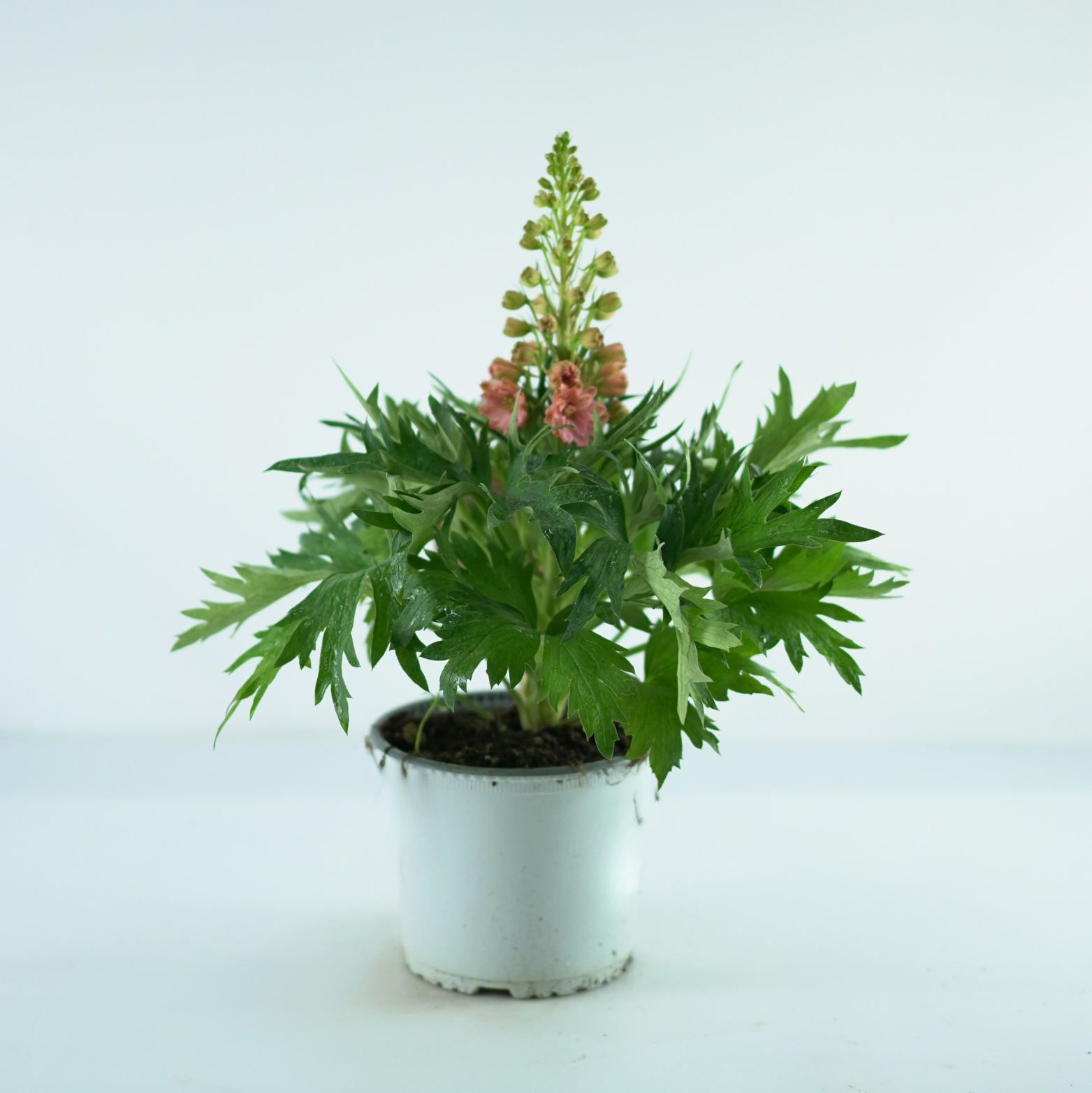 DELPHINIUM 'Red Lark' Ostróżka