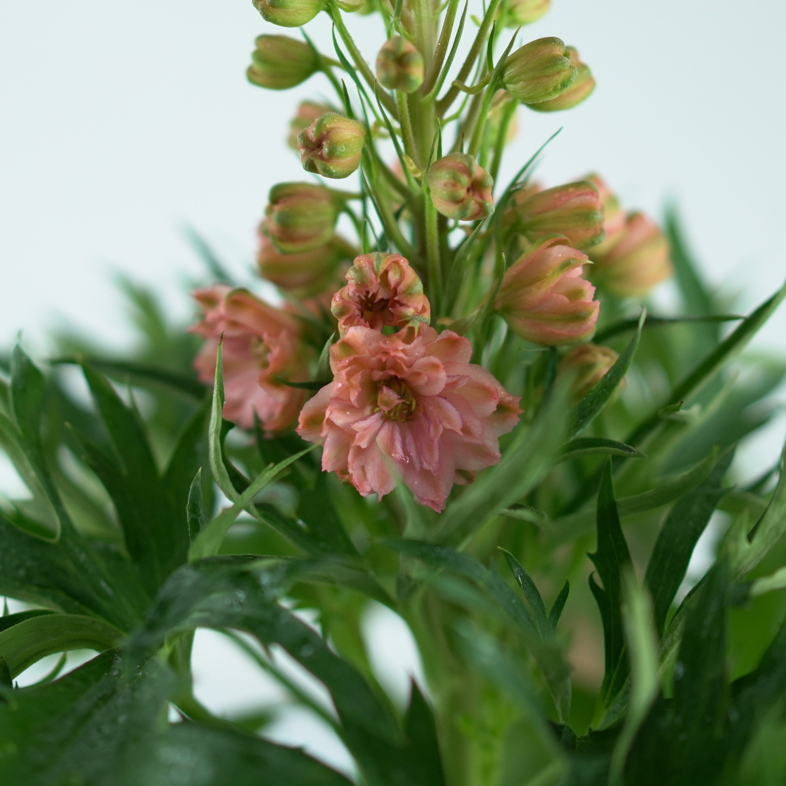 DELPHINIUM 'Red Lark' Ostróżka
