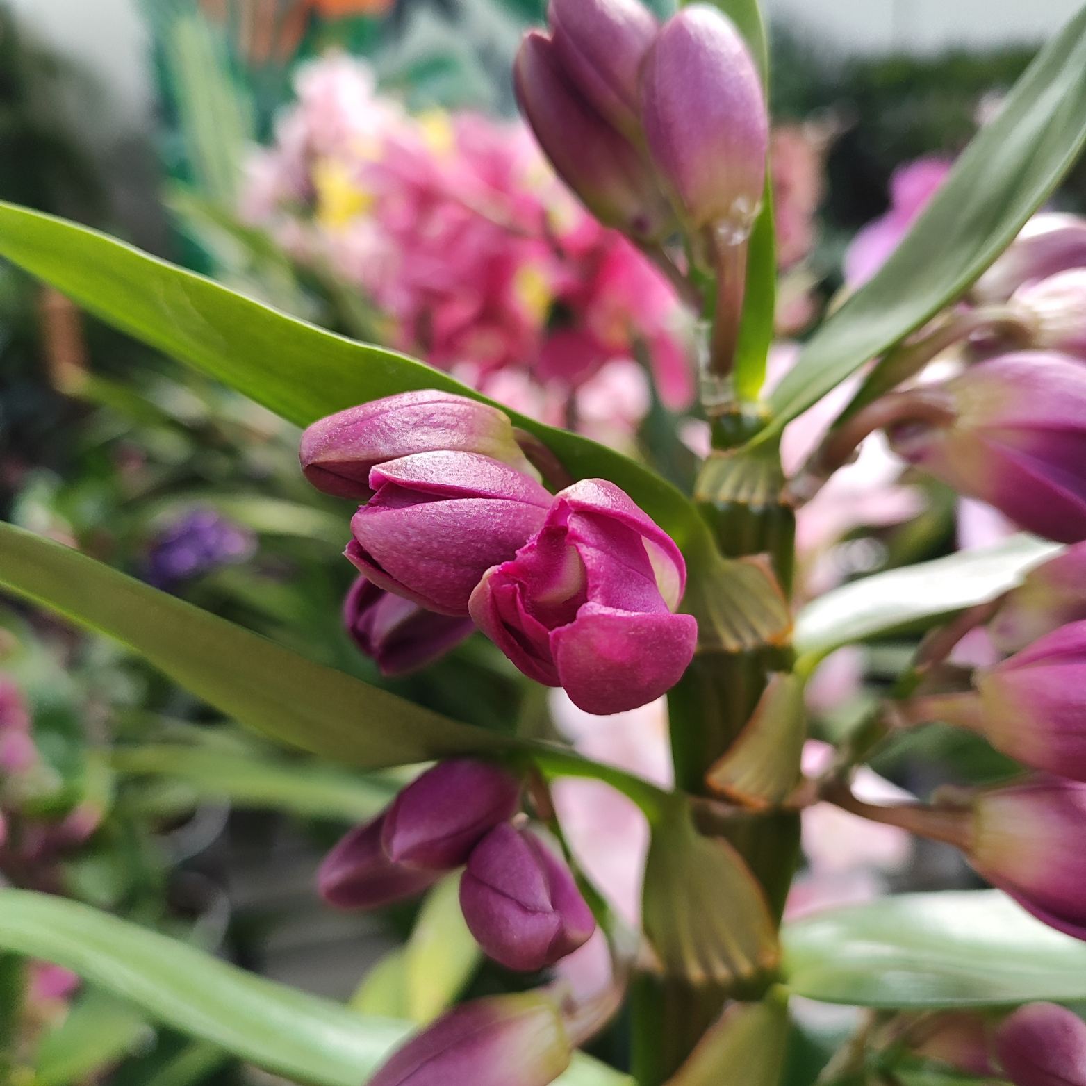 DENDROBIUM 'BOUQUET PURPLE' Hybryda storczyka