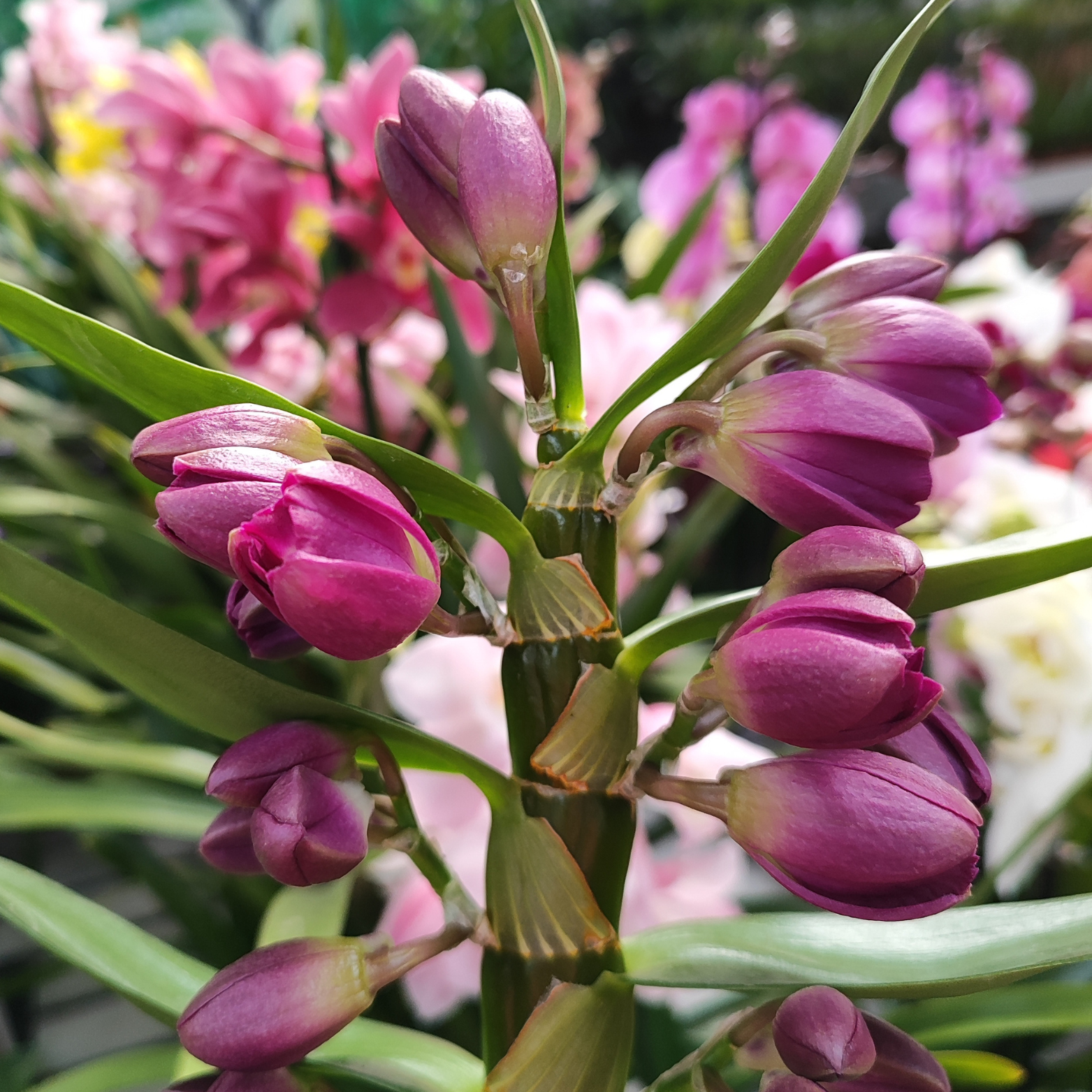 DENDROBIUM 'BOUQUET PURPLE' Hybryda storczyka