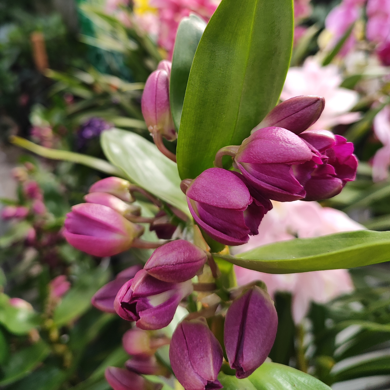 DENDROBIUM 'BOUQUET PURPLE' Hybryda storczyka