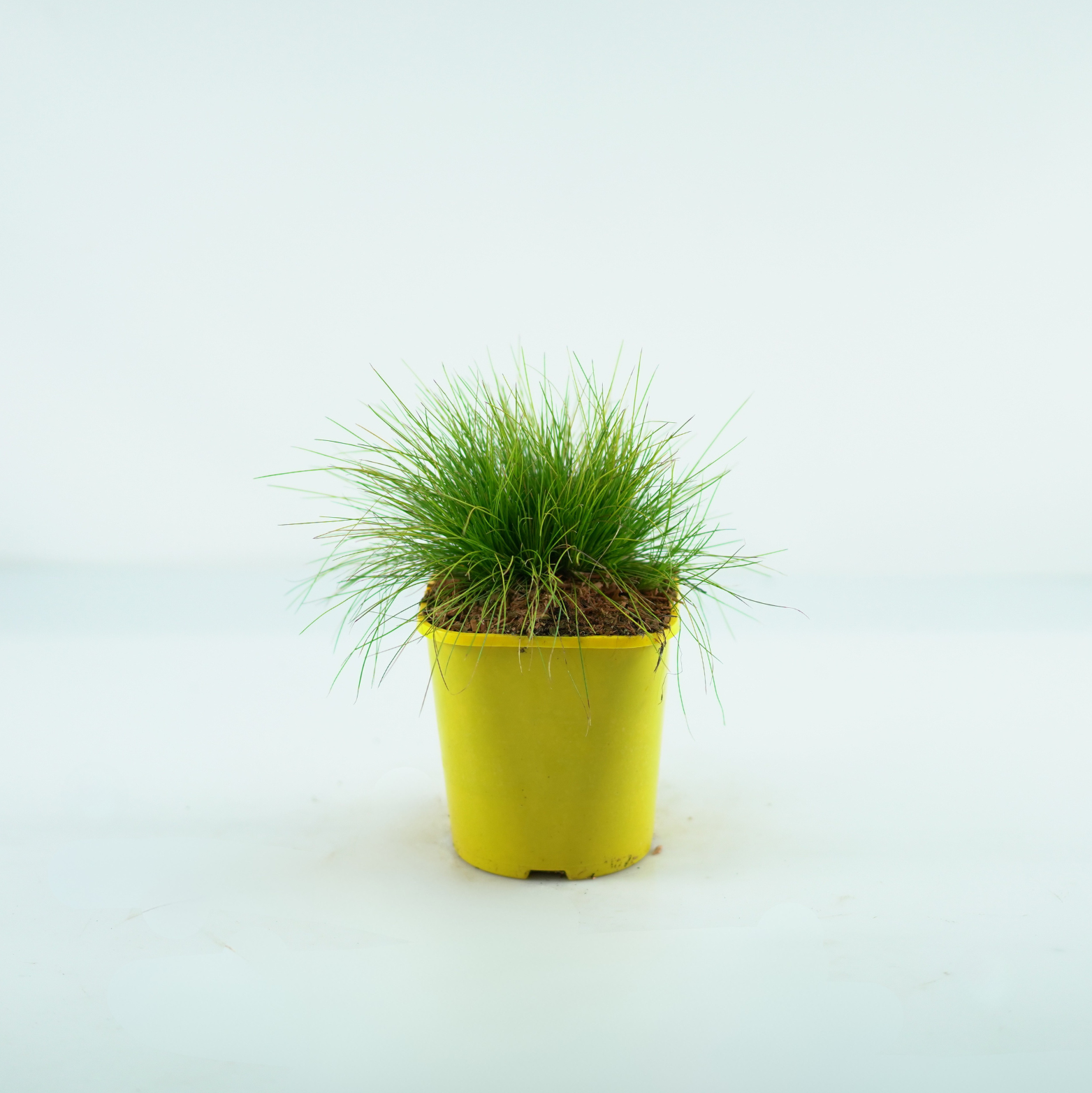 DESCHAMPSIS FLEXUOSA 'TATRA GOLD' Śmiałek