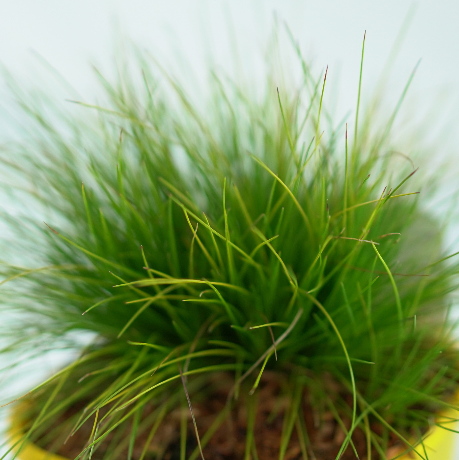 DESCHAMPSIS FLEXUOSA 'TATRA GOLD' Śmiałek