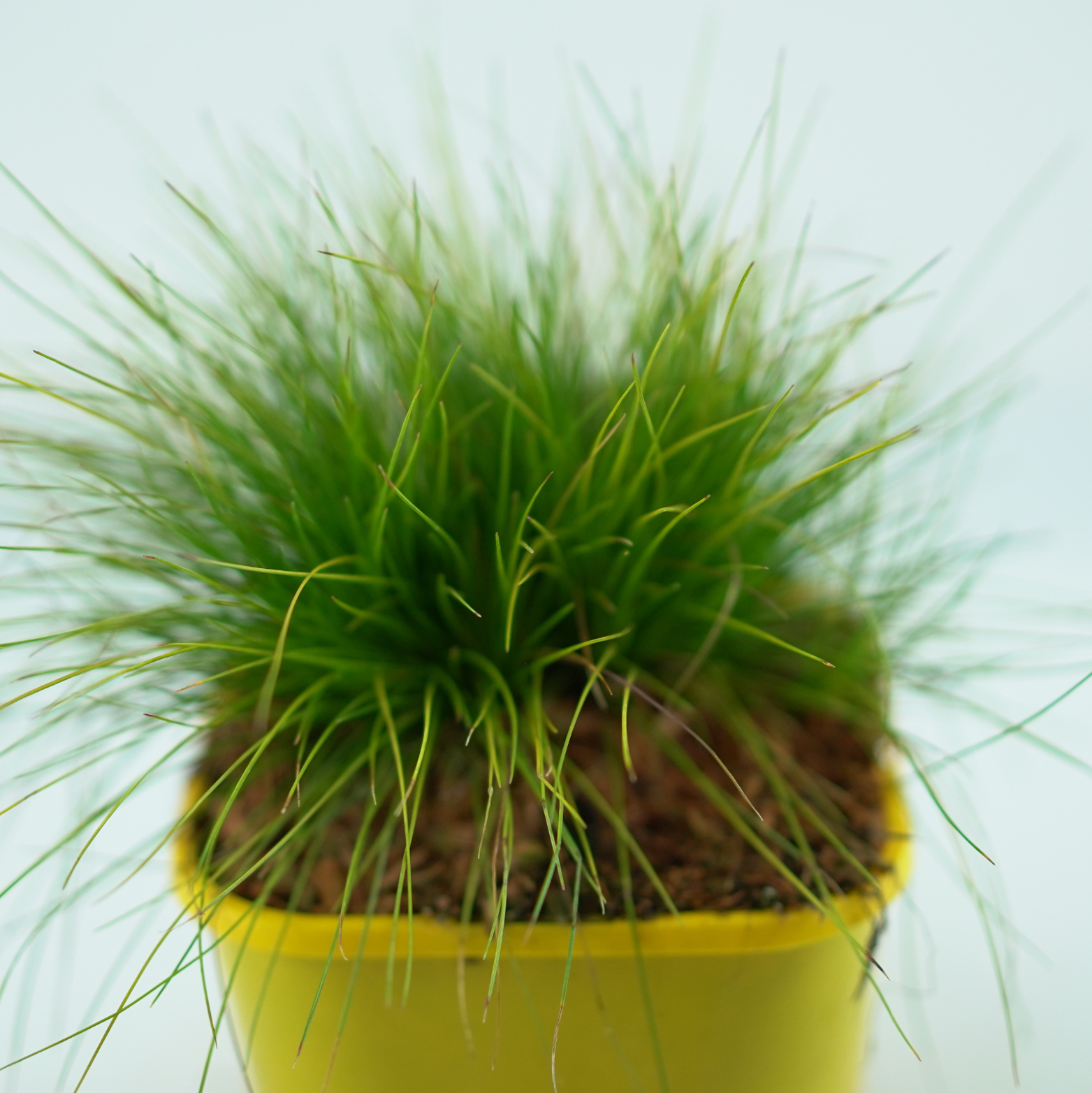 DESCHAMPSIS FLEXUOSA 'TATRA GOLD' Śmiałek