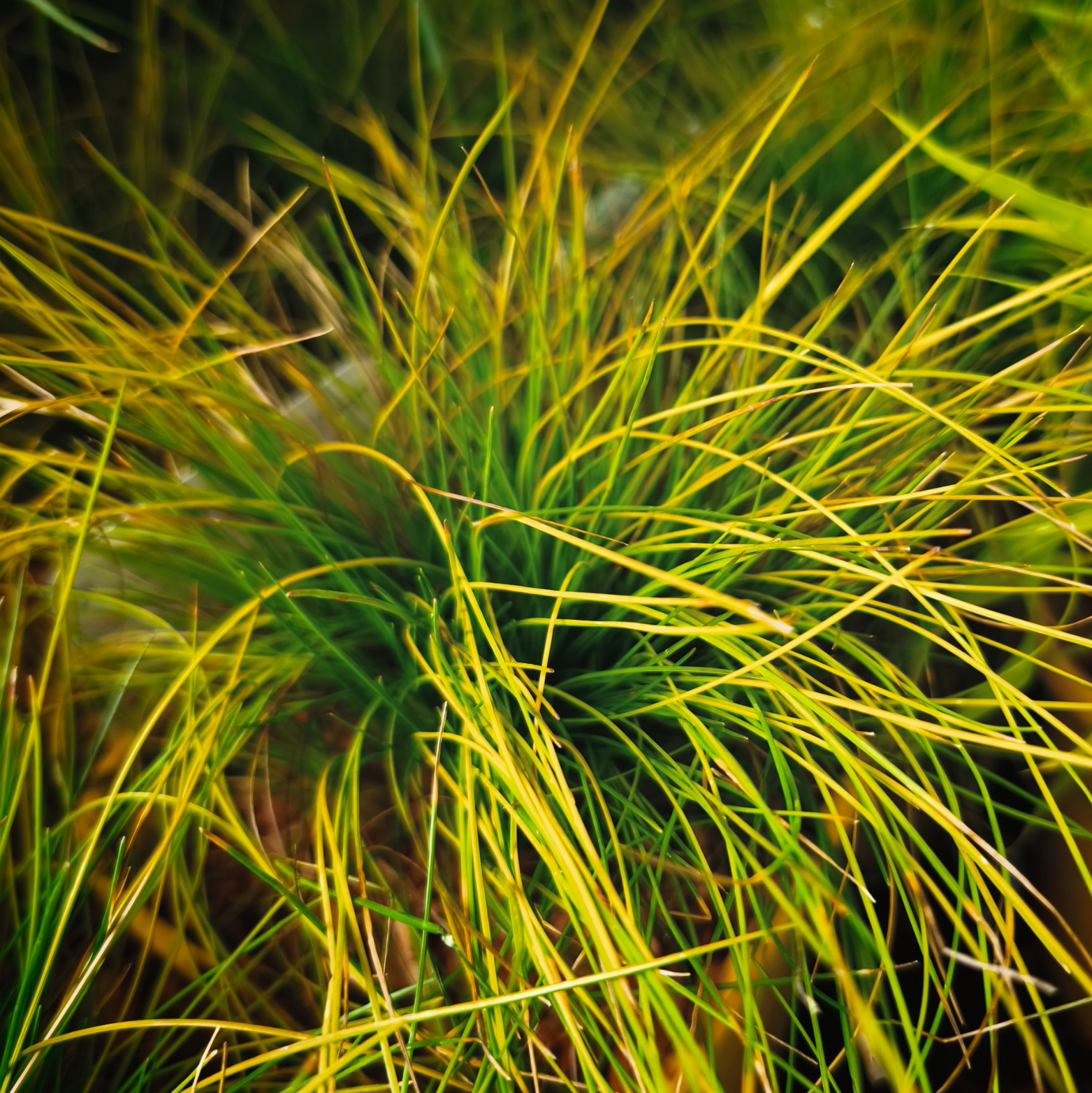 DESCHAMPSIS FLEXUOSA 'TATRA GOLD' Śmiałek