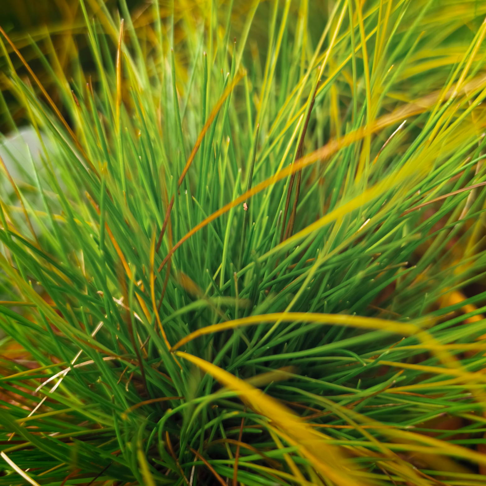 DESCHAMPSIS FLEXUOSA 'TATRA GOLD' Śmiałek
