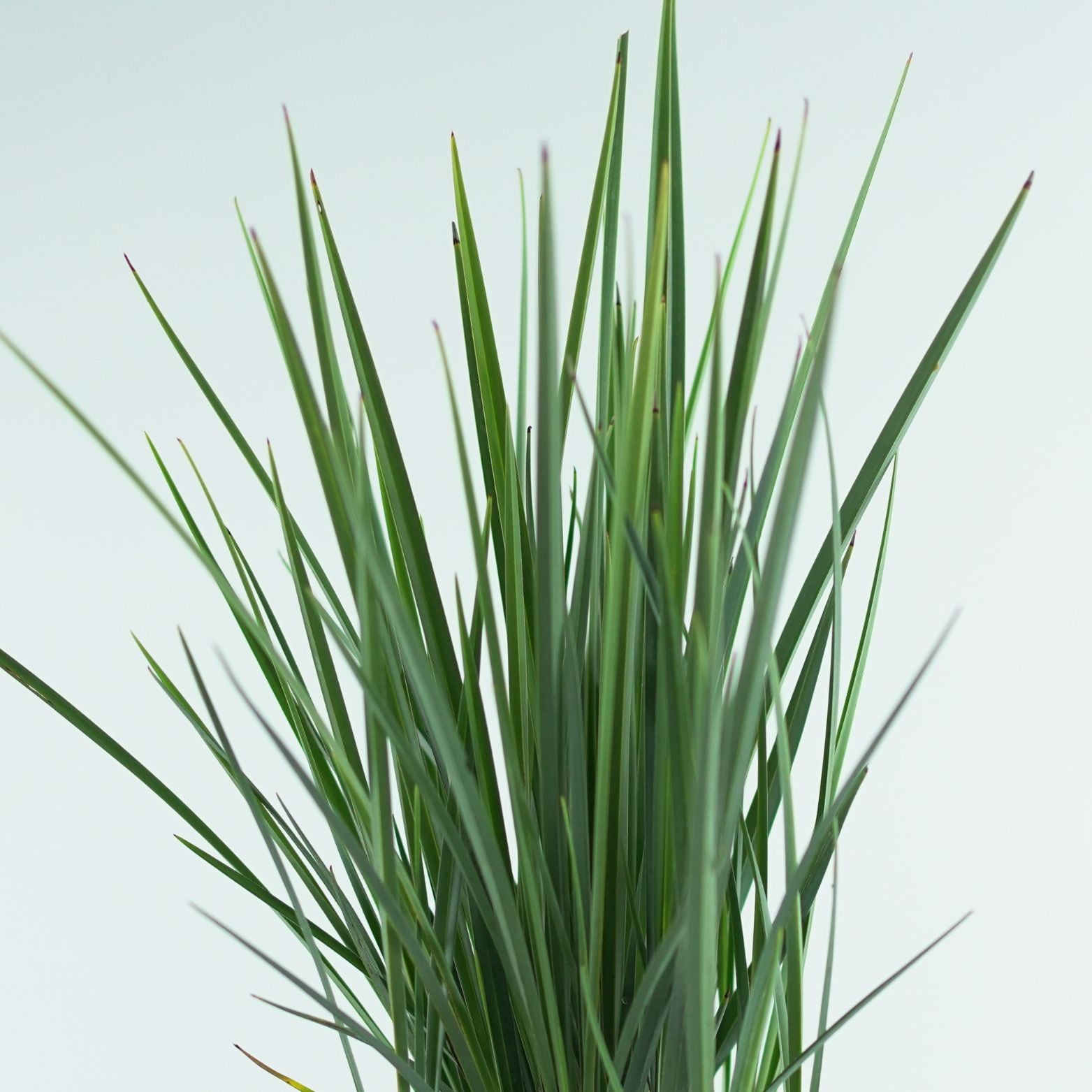 DIANELLA 'COOLVISTA' Dianella wspaniała
