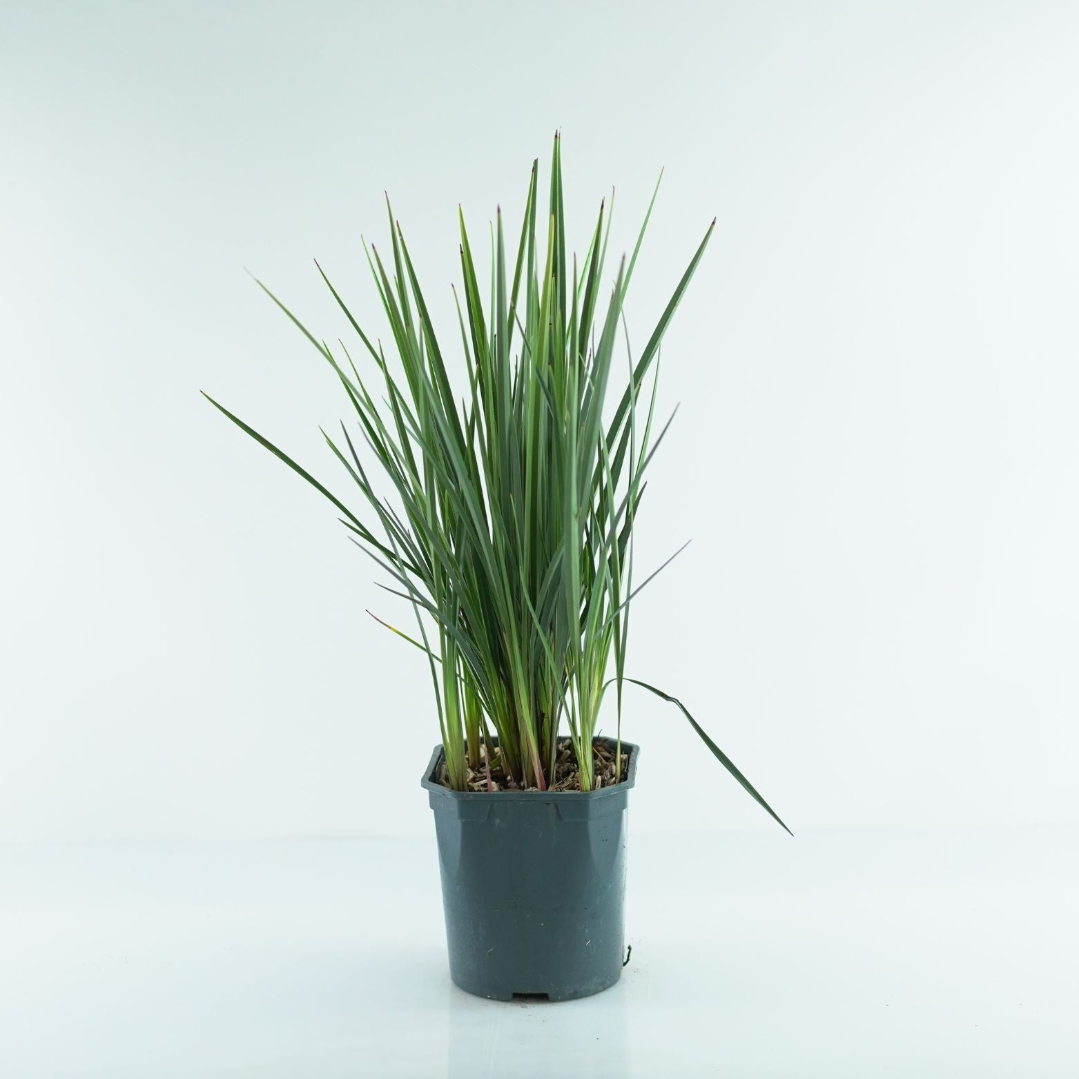 DIANELLA 'COOLVISTA' Dianella wspaniała