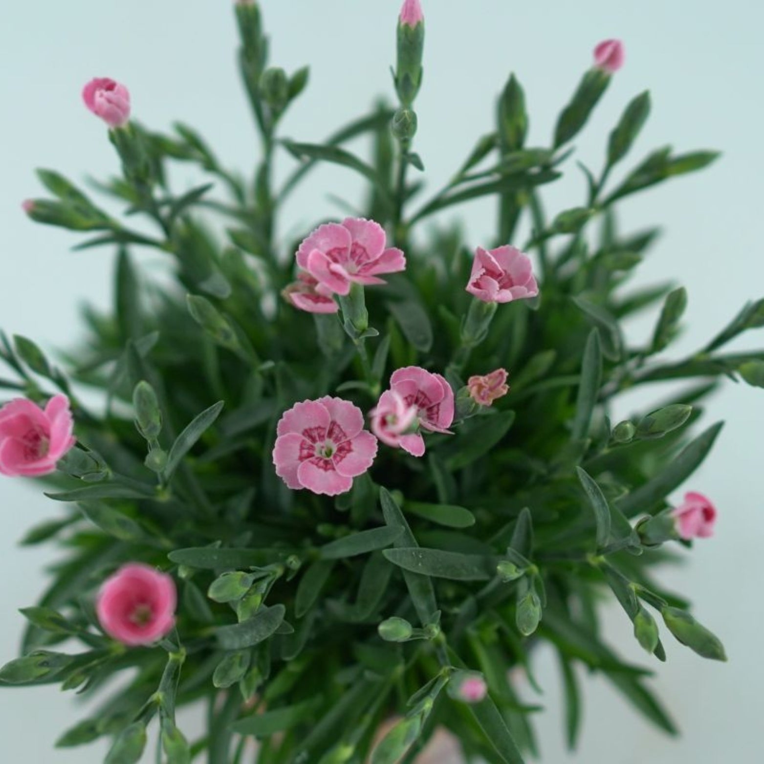 DIANTHUS CARYOPHYLLUS 'Diantica Peach Party' Goździk