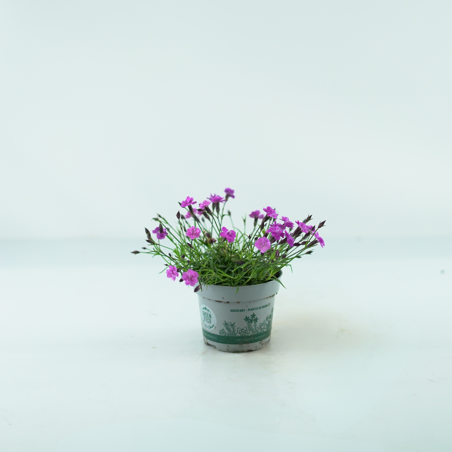 DIANTHUS CARYOPHYLLUS 'MOUNTAIN FRIST' Goździk