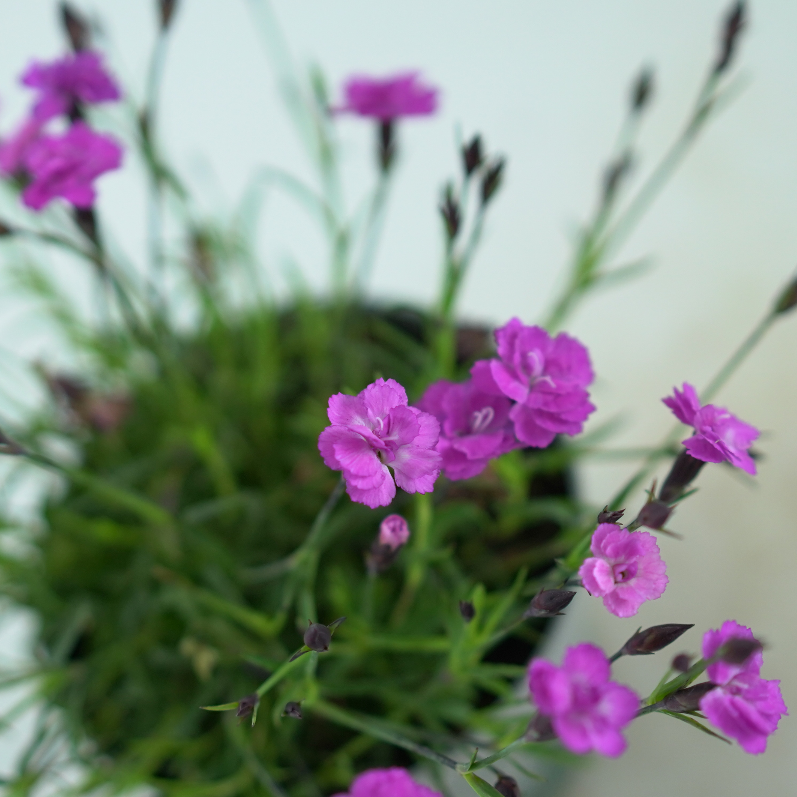 DIANTHUS CARYOPHYLLUS 'MOUNTAIN FRIST' Goździk