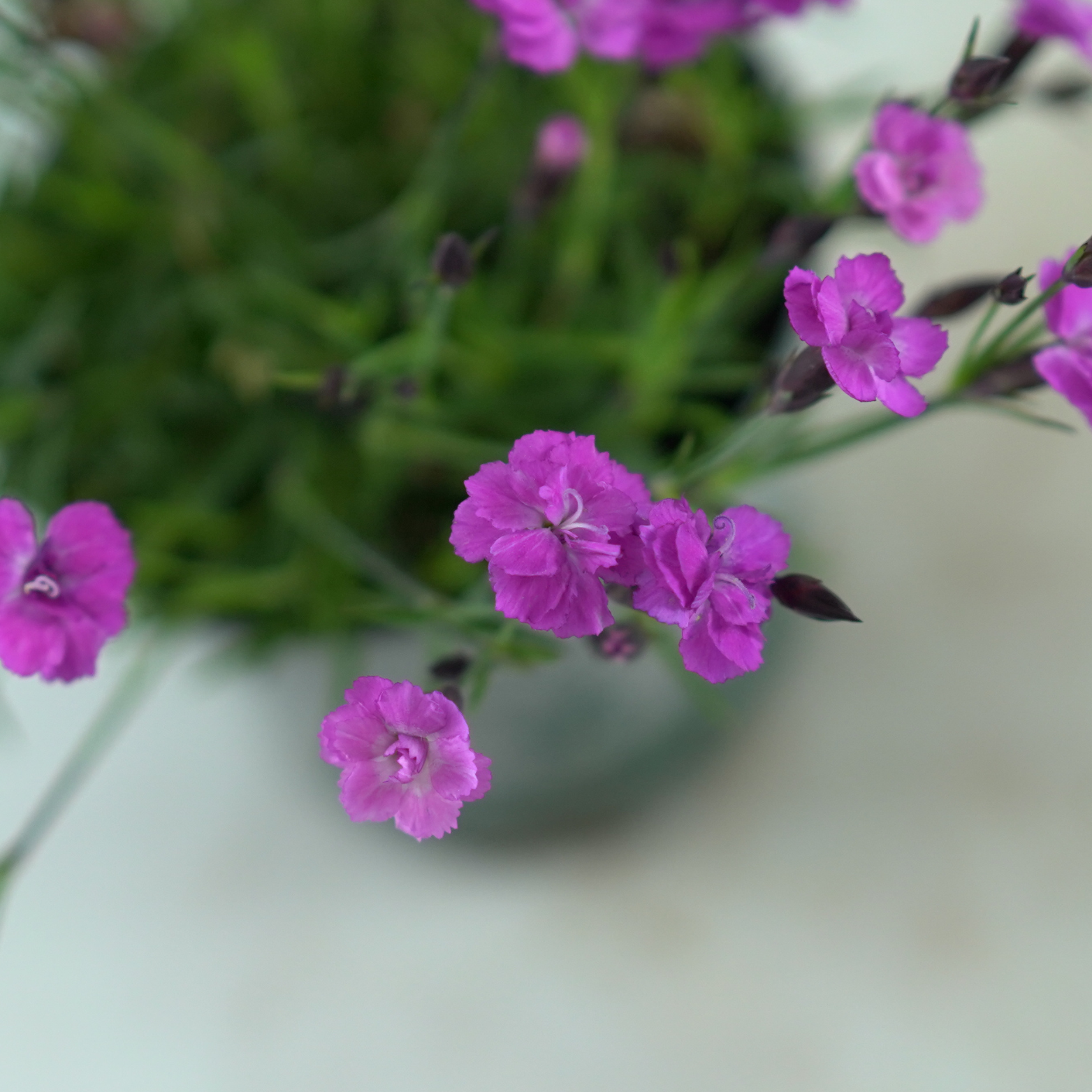DIANTHUS CARYOPHYLLUS 'MOUNTAIN FRIST' Goździk