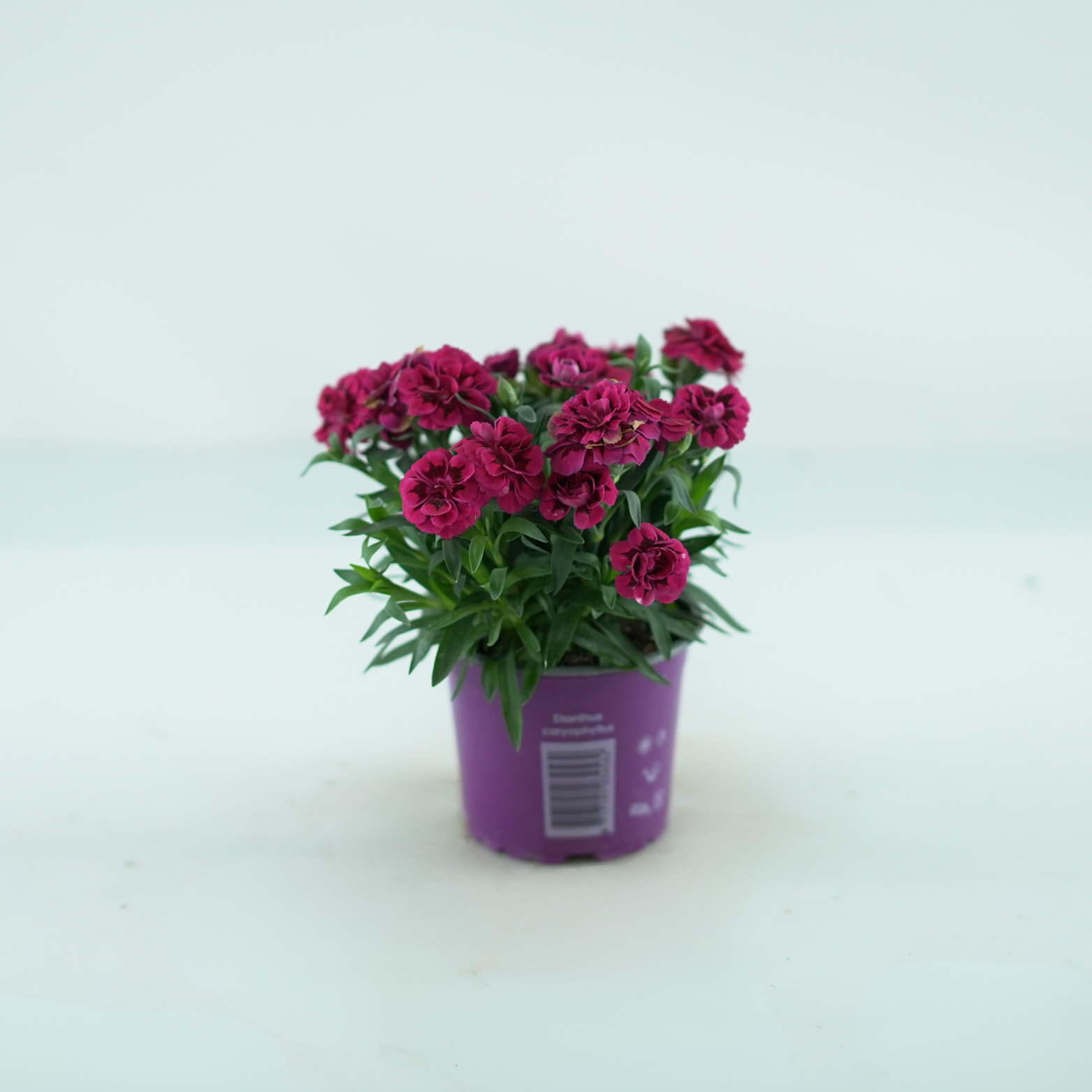 DIANTHUS CARYOPHYLLUS 'OSCAR PURPLE WINGS' Goździk