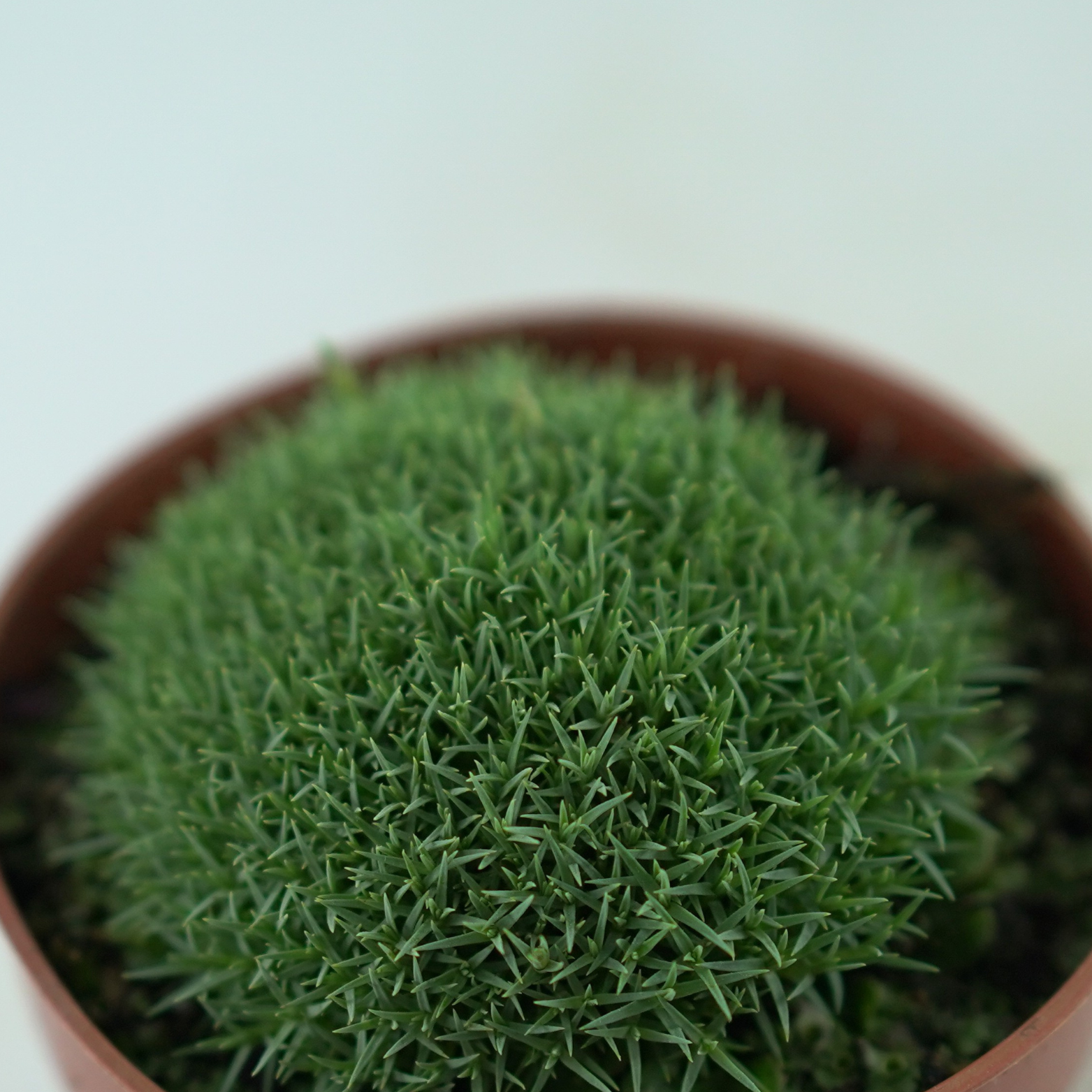 DIANTHUS MICROLEPIS Goździk 
