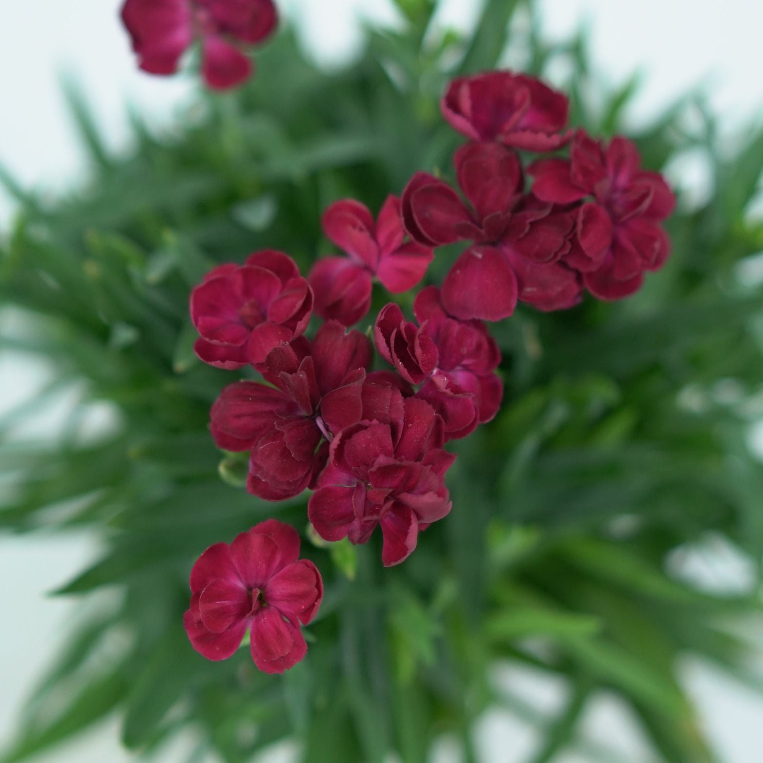 DIANTHUS CARRYOPHYLLUS 'PEMAN' Goździk